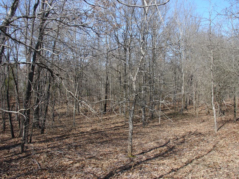 Tranquility Farms Tract 2 photo 6