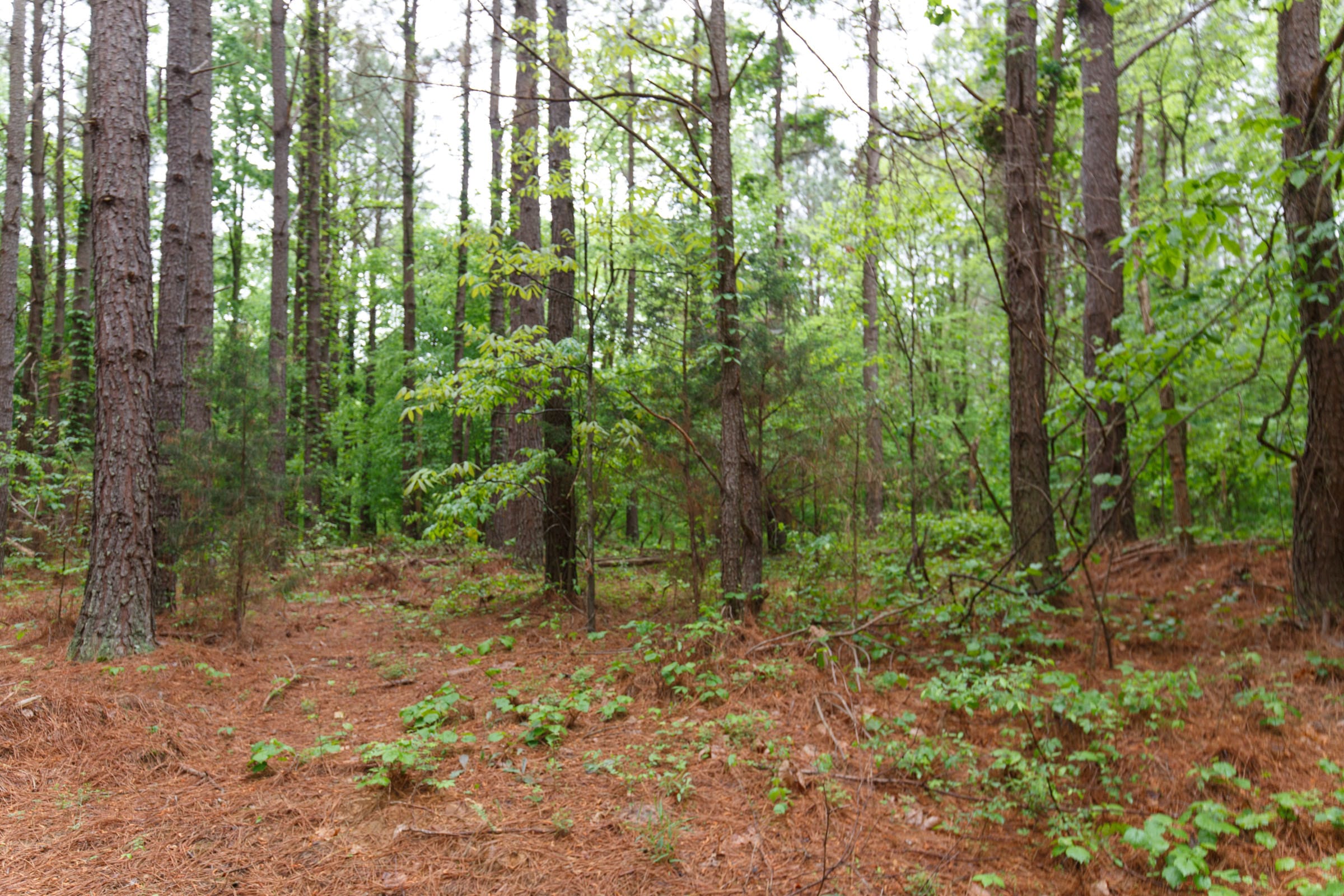 Red Barn Ranch Tract 23 photo 6