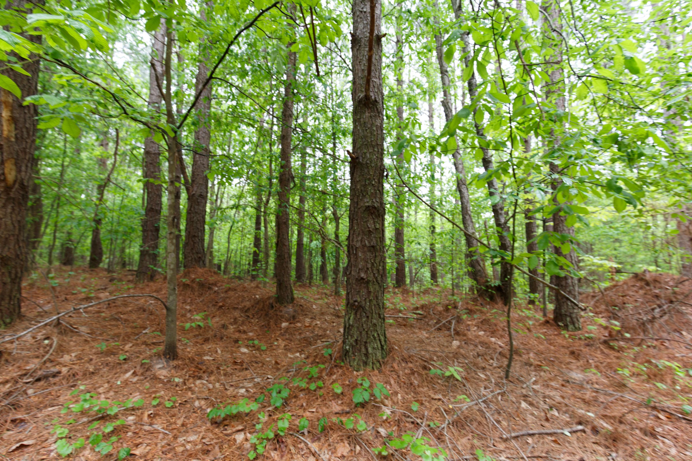 Red Barn Ranch Tract 23 photo 4