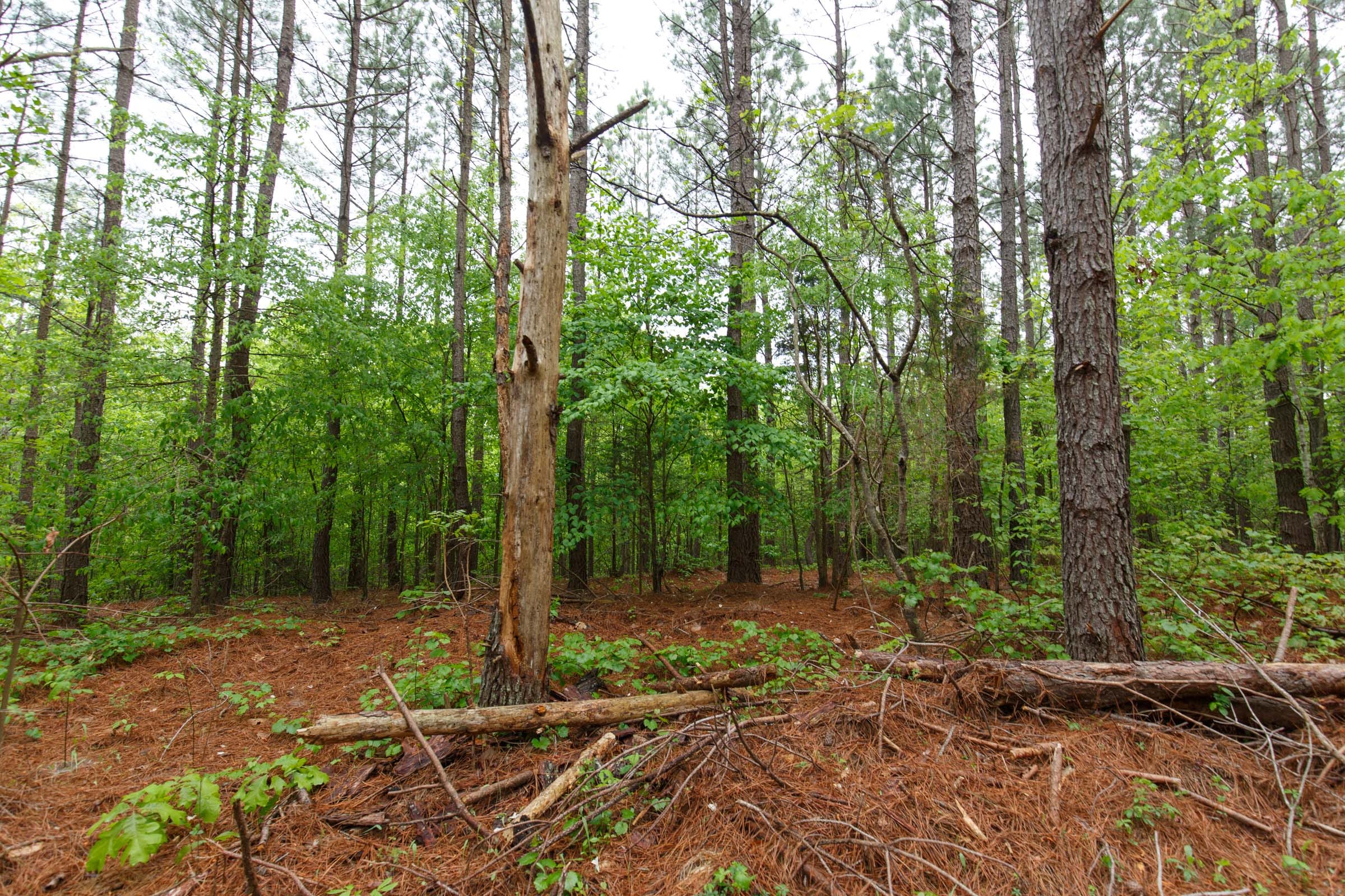 Red Barn Ranch Tract 23 photo 3
