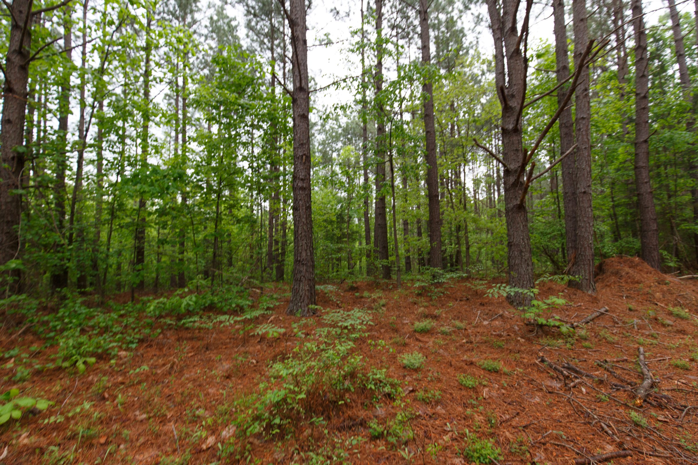 Red Barn Ranch Tract 23 photo 8