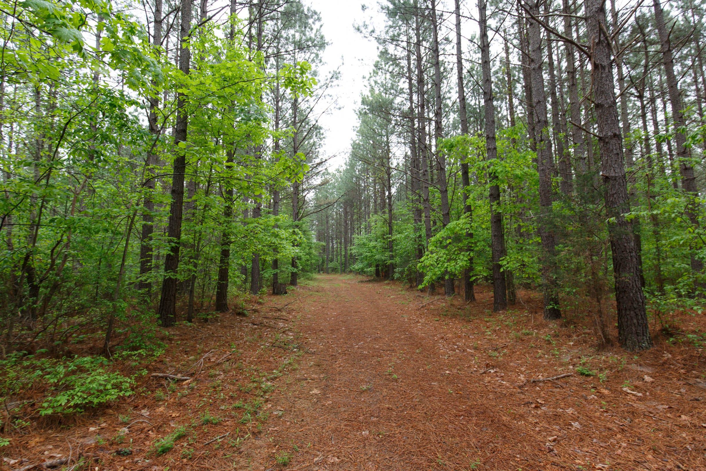 Red Barn Ranch Tract 23 photo 5
