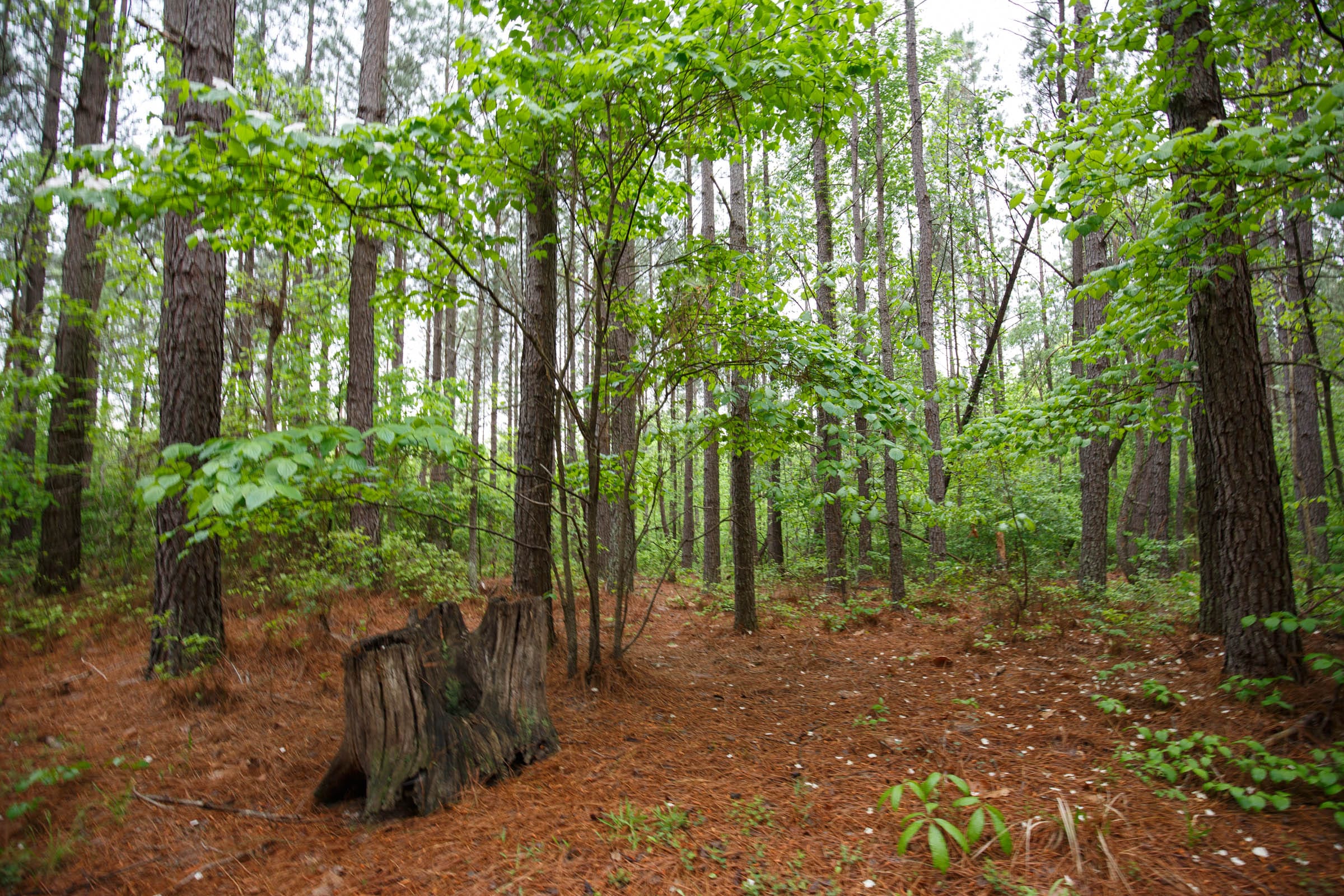 Red Barn Ranch Tract 23 photo 9