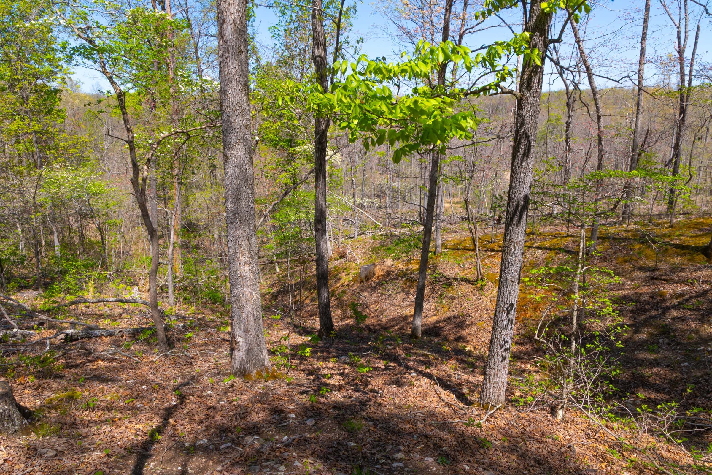 Lazybrook Tract 16 photo 7