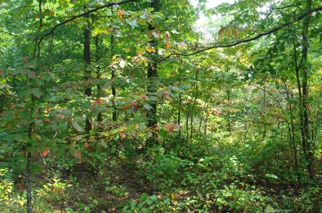Sugartree Falls Tract 34 photo 2