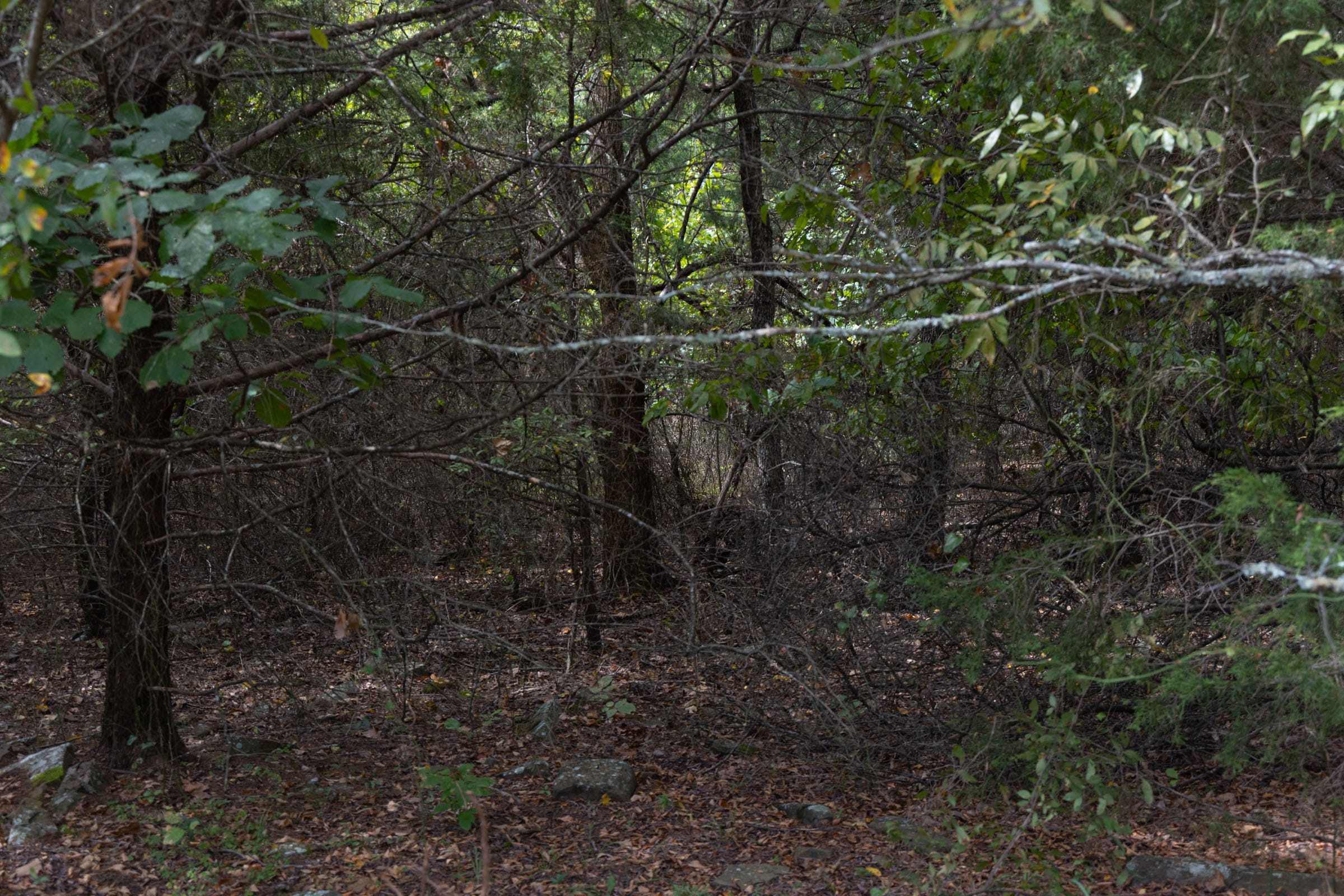 Reserves At Cattail Cove Phase II Tract 55 photo 5