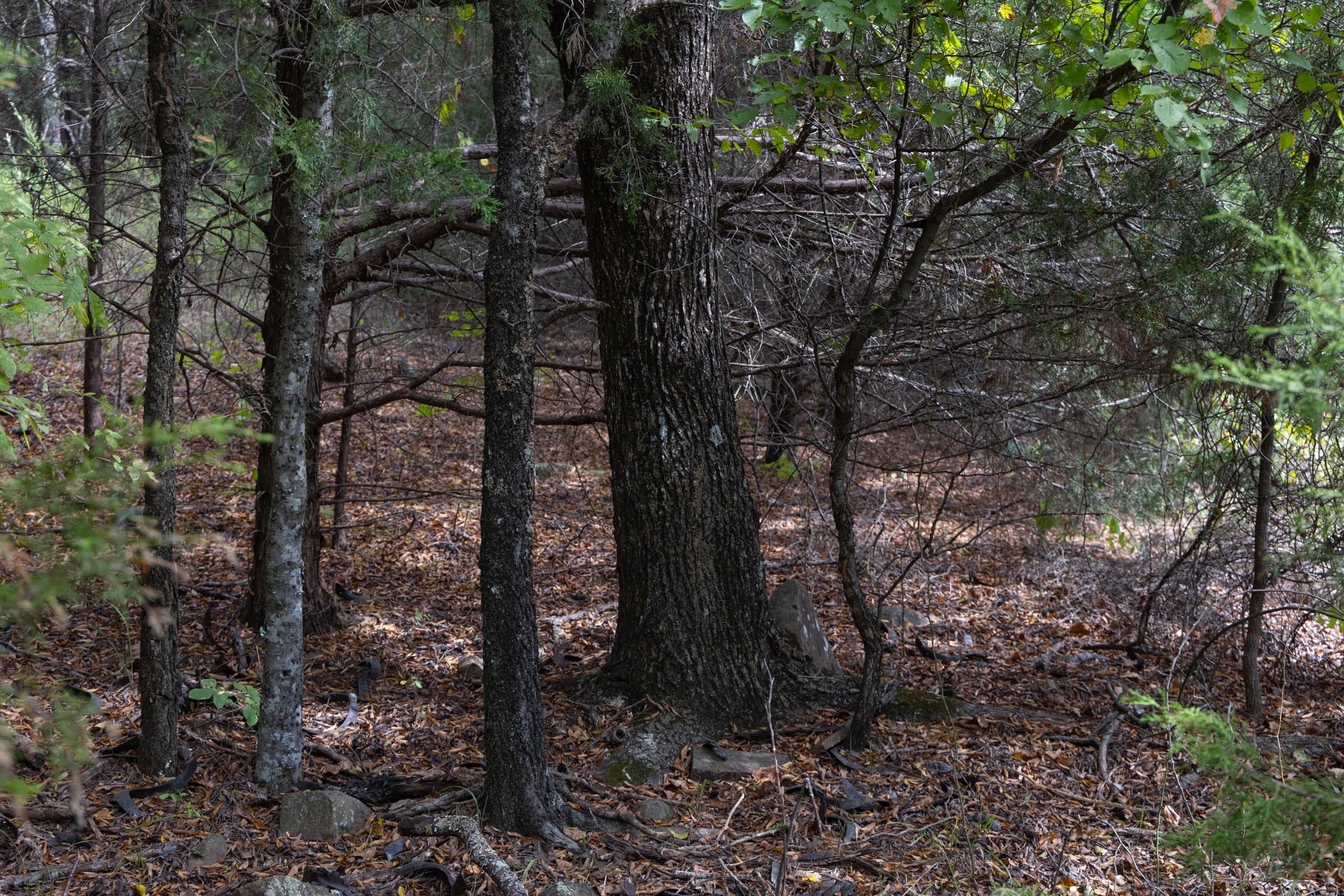 Reserves At Cattail Cove Phase II Tract 55 photo 4