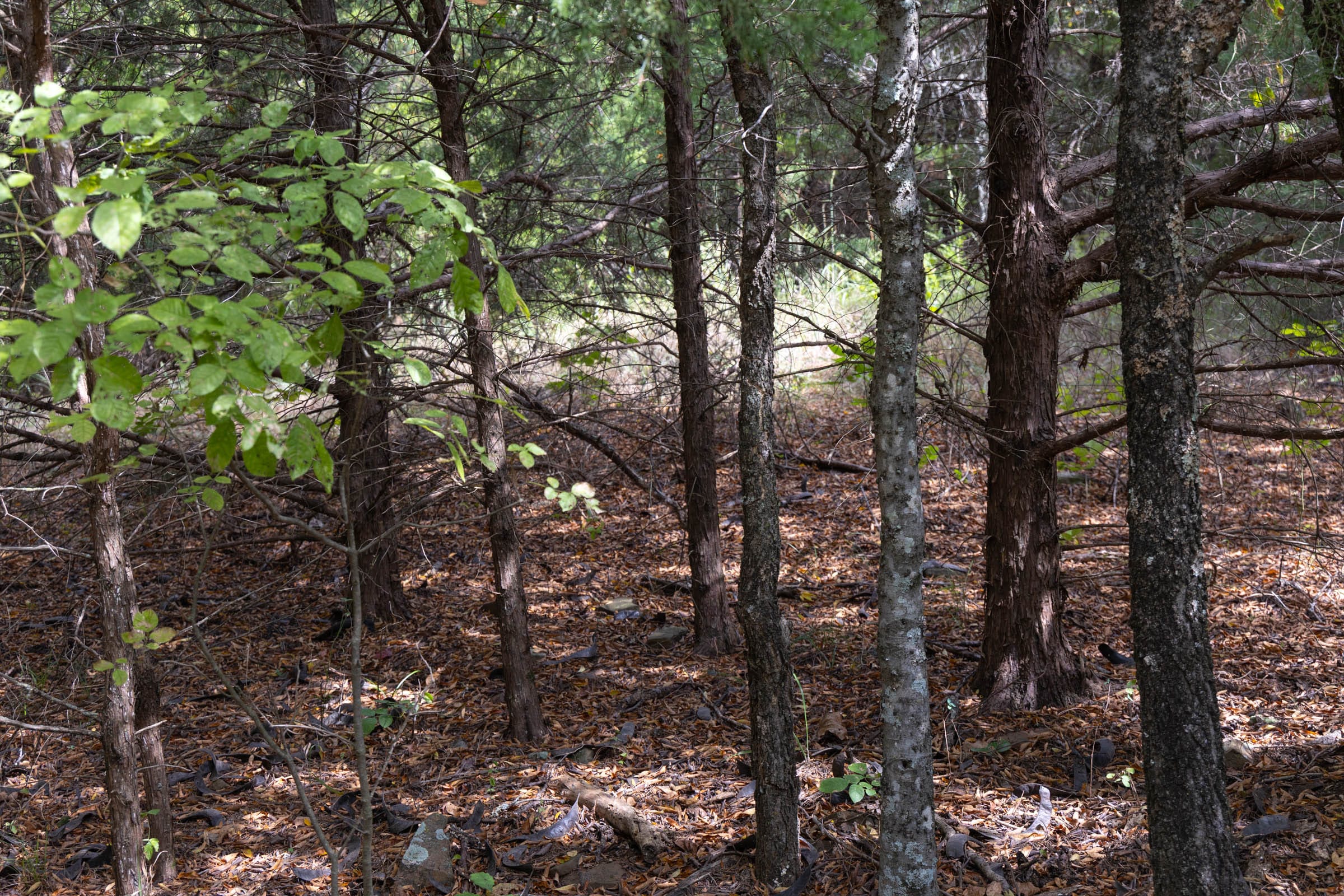 Reserves At Cattail Cove Phase II Tract 55 photo 3