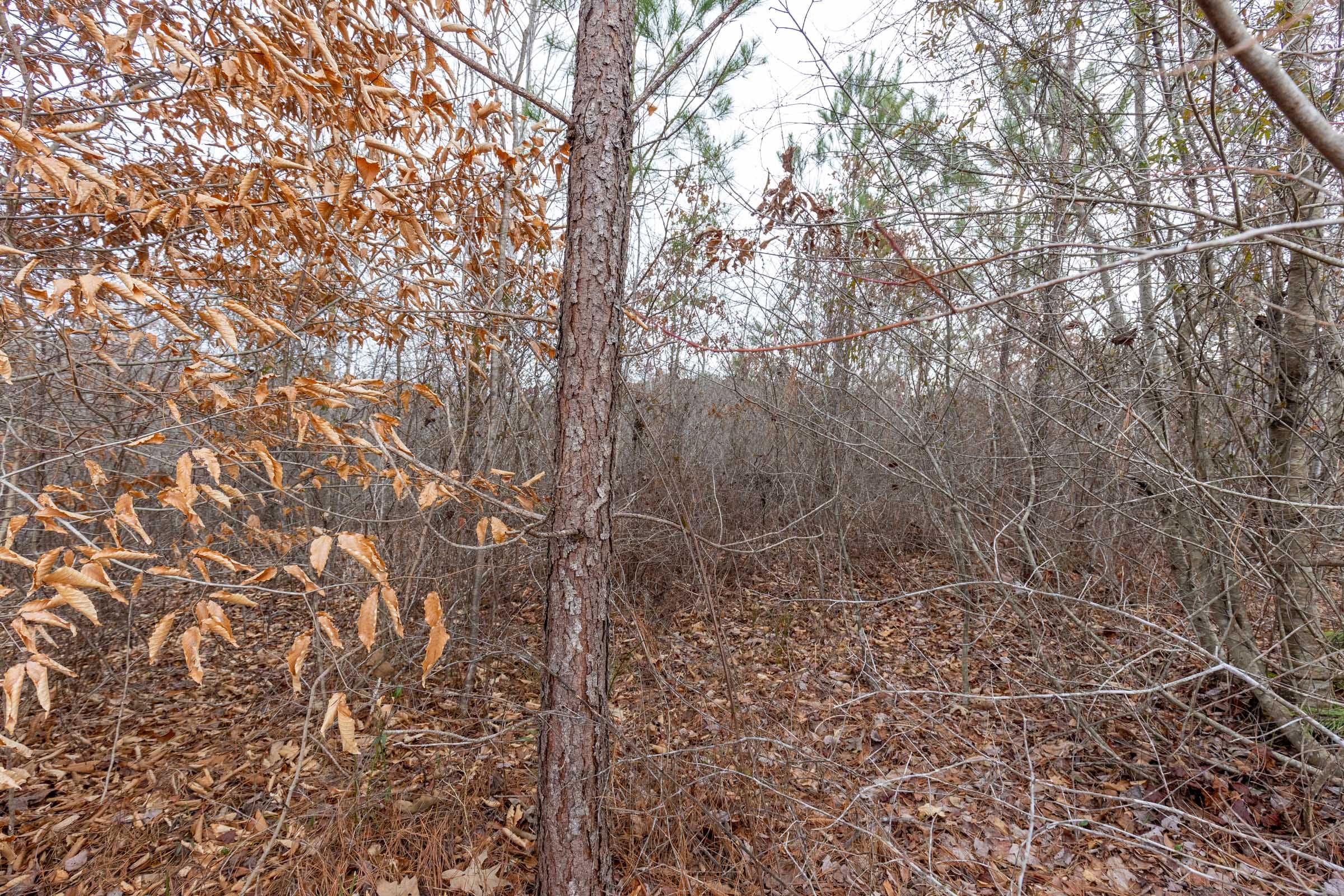 Baker Creek Tract 15 photo 7