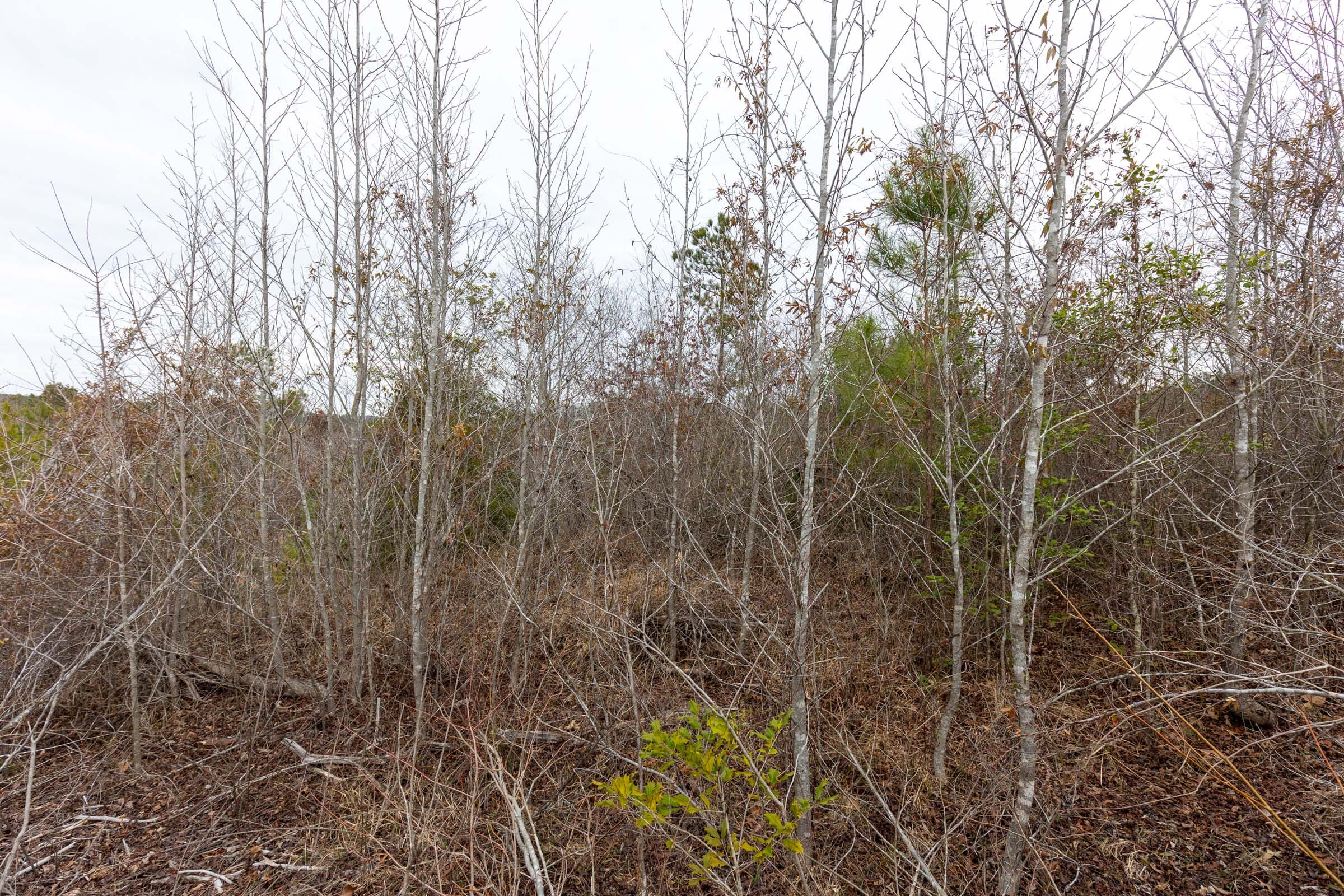Baker Creek Tract 15 photo 9