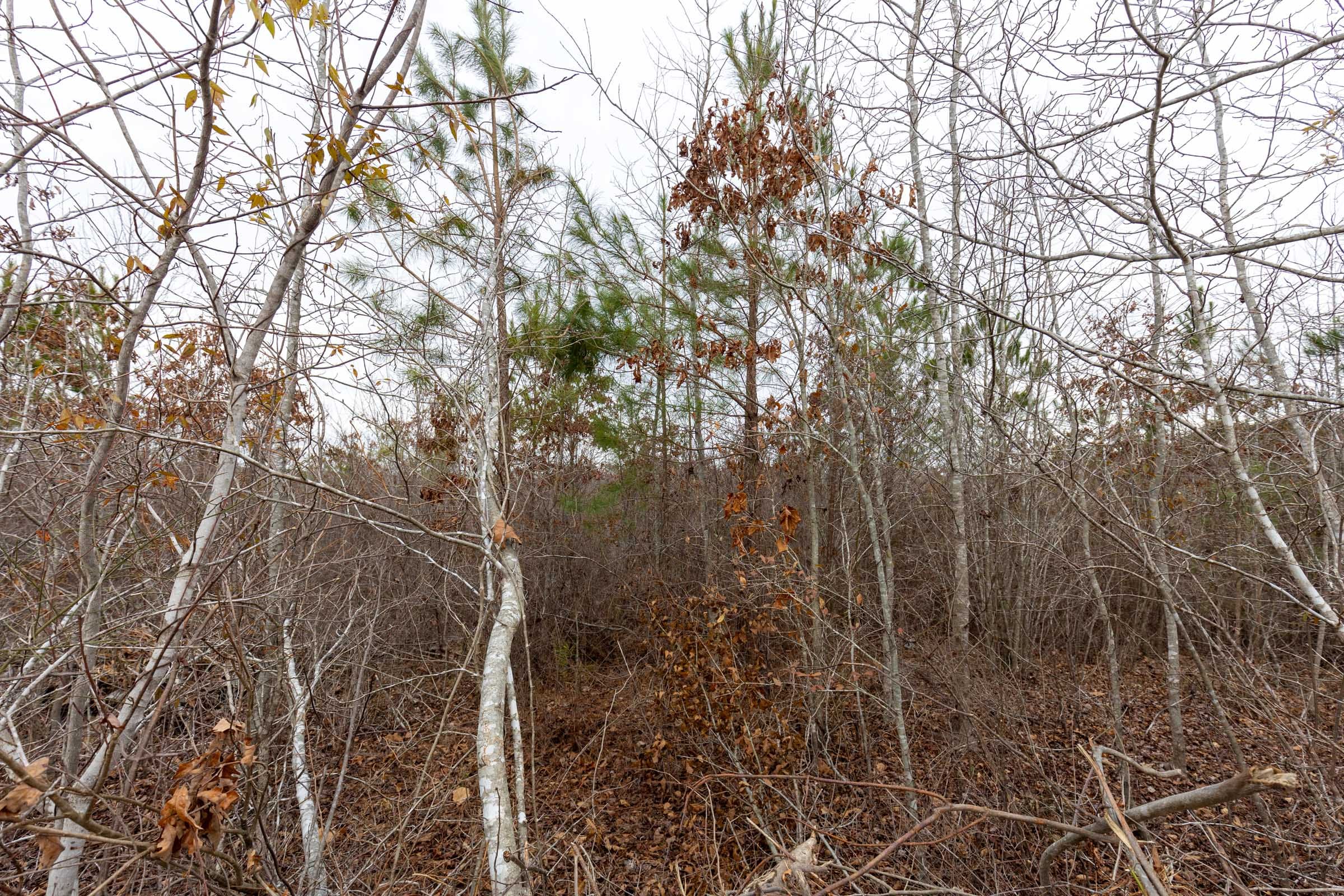 Baker Creek Tract 15 photo 4
