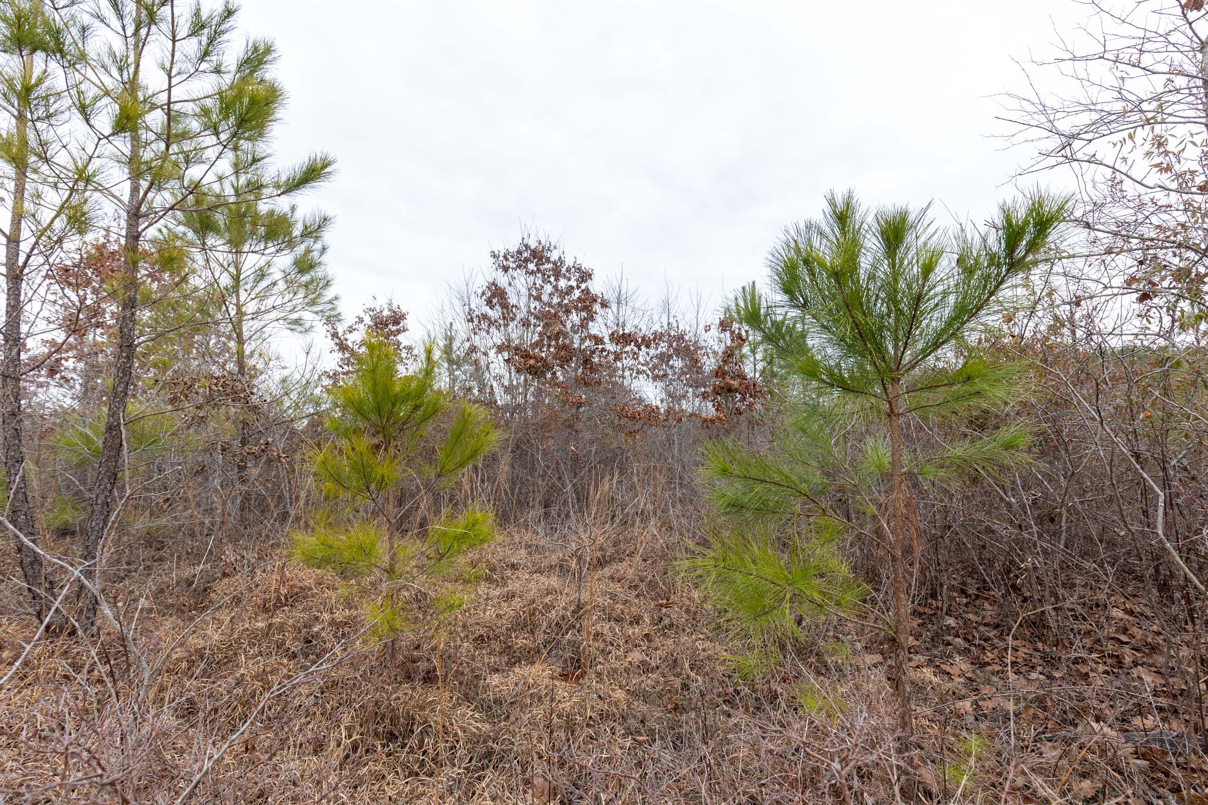 Baker Creek Tract 15 photo 5