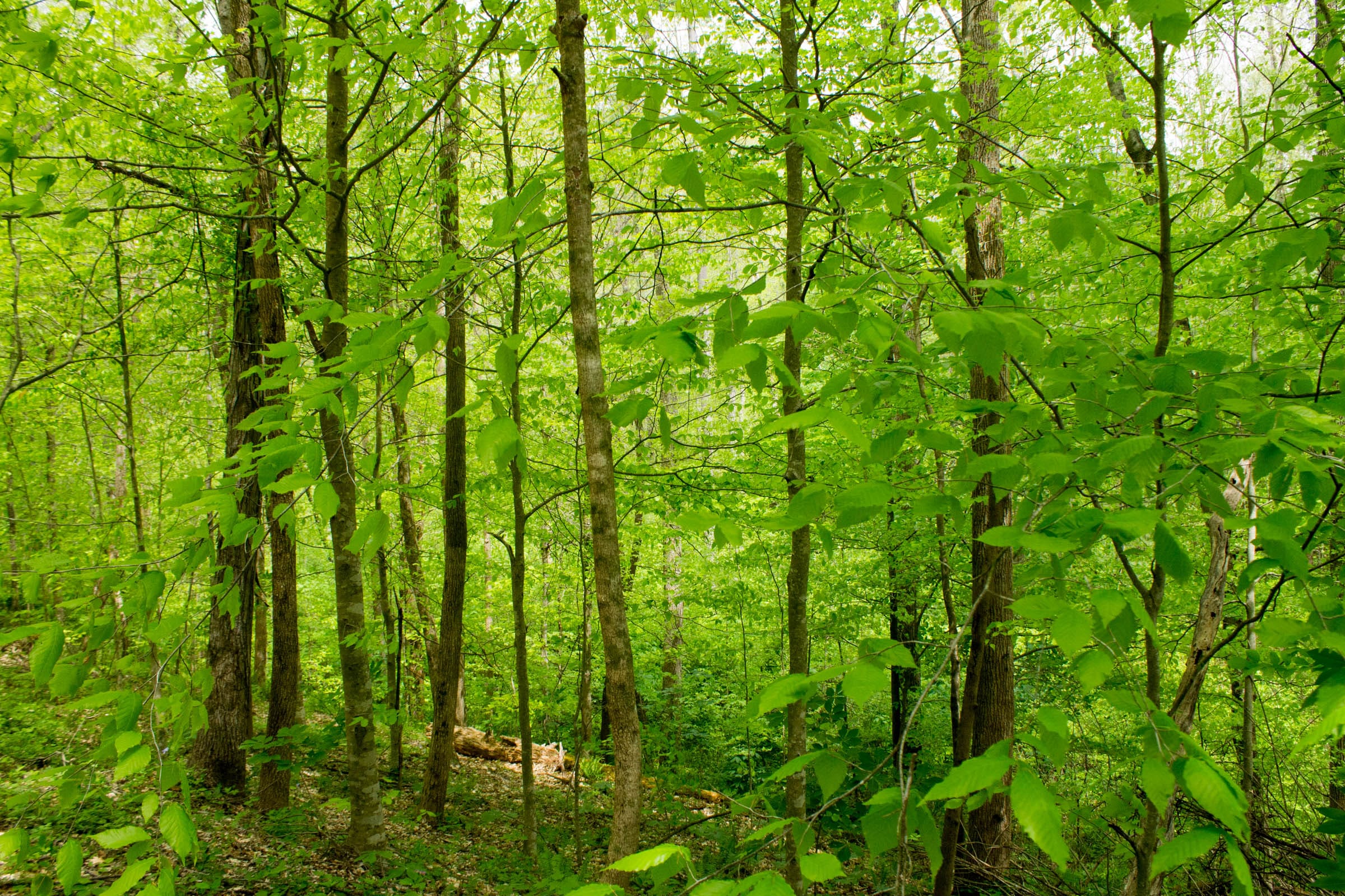Trails End Tract 9 photo 3