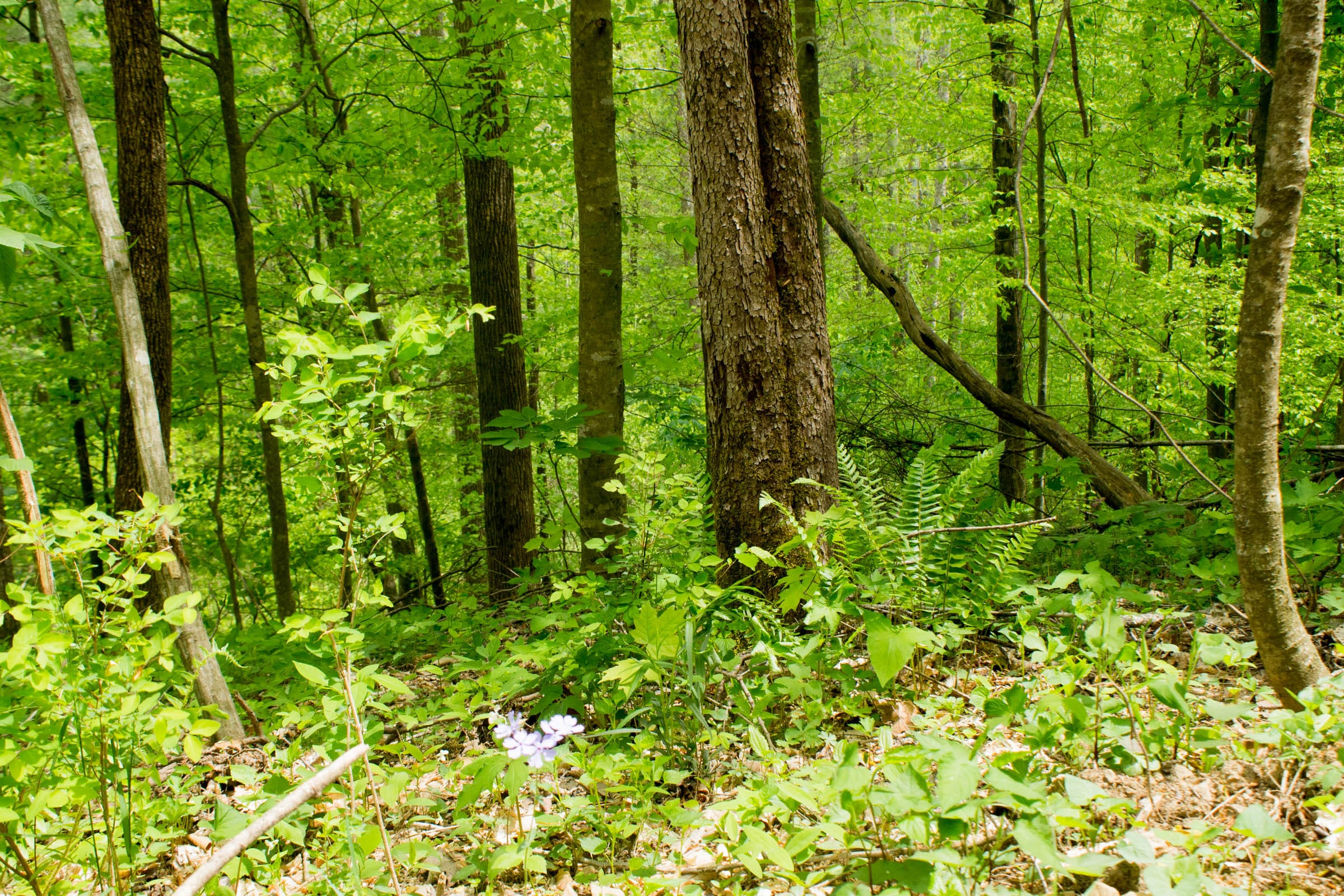 Trails End Tract 9 photo 4