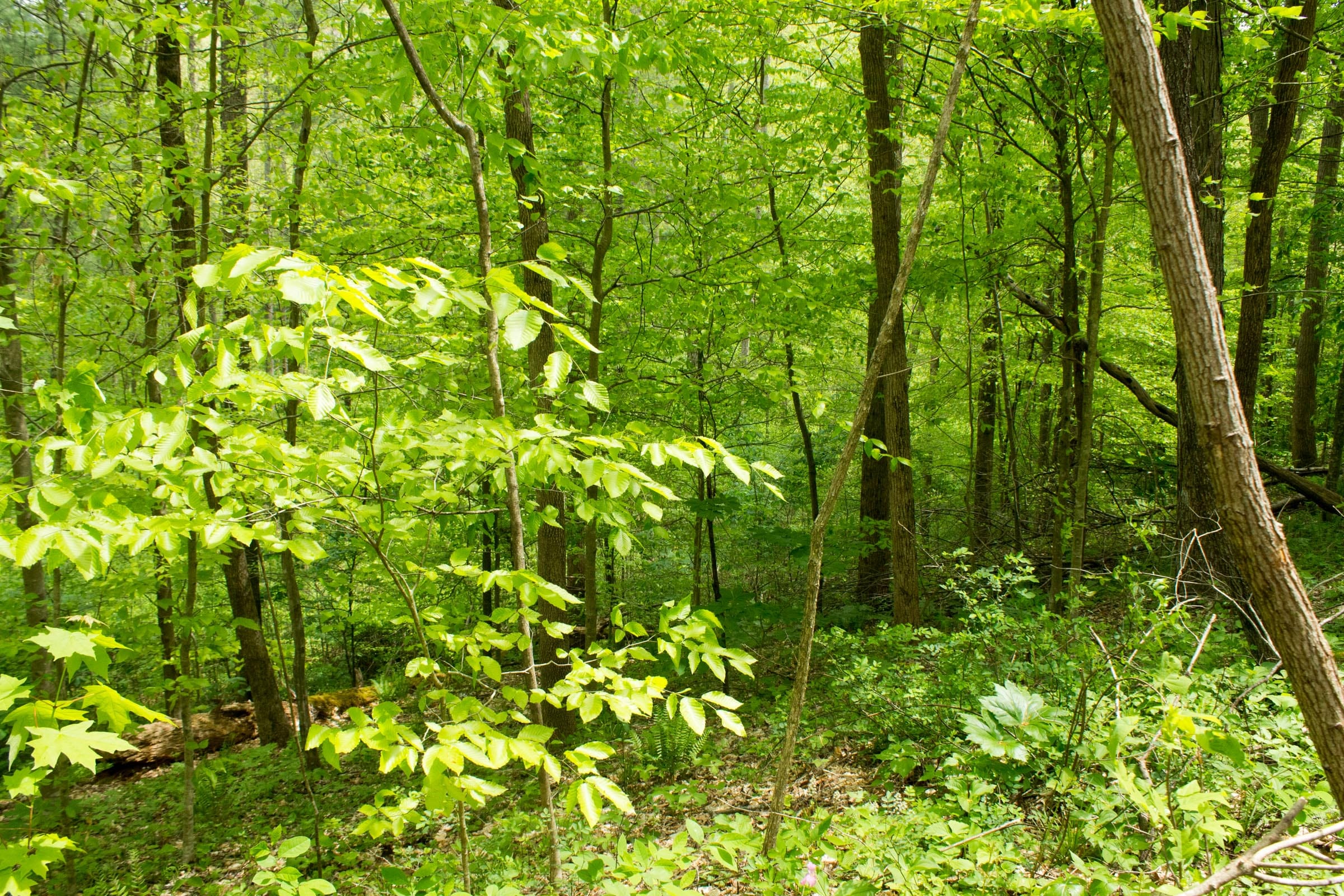 Trails End Tract 9 photo 5