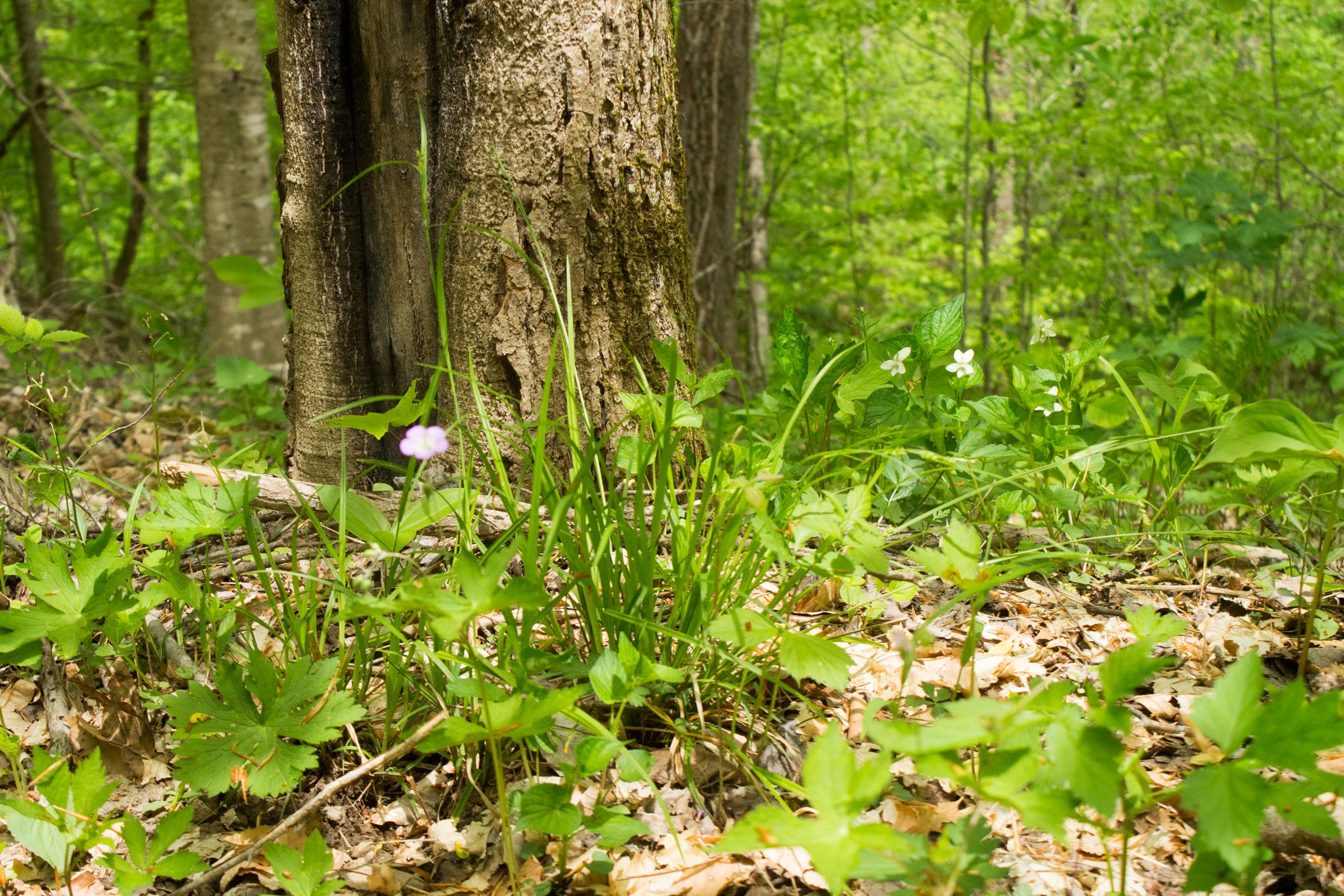 Trails End Tract 9 photo 6