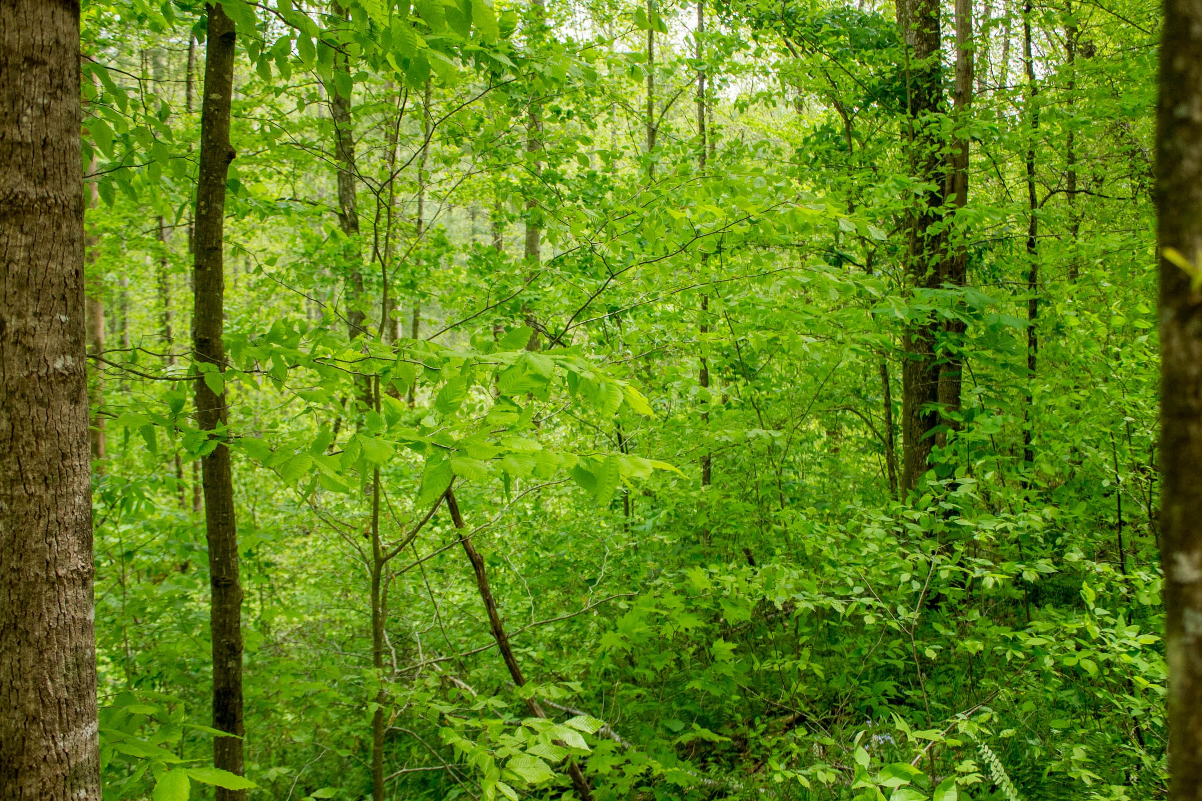 Trails End Tract 9 photo 9