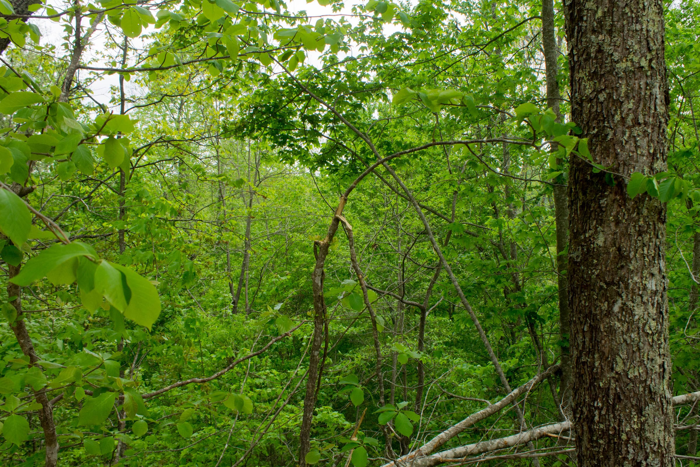 Trails End Tract 9 photo 11