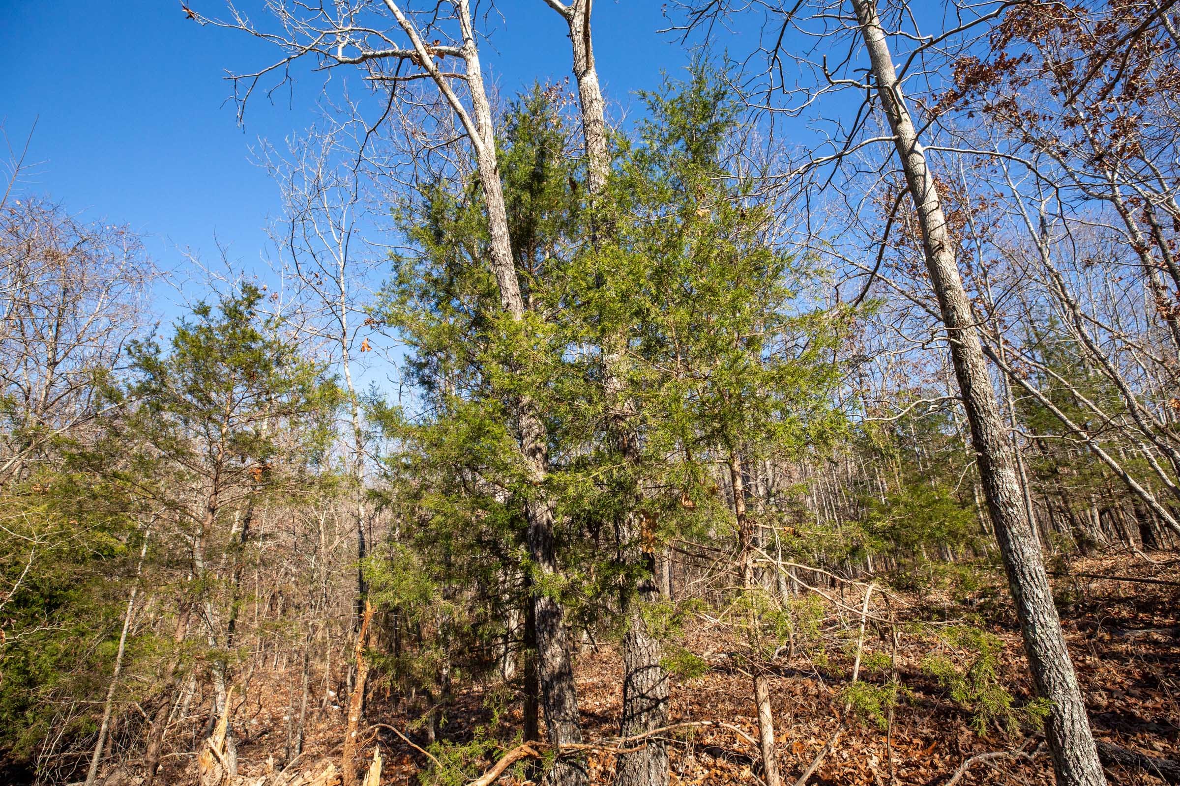 Dutchman Hollow Tract 15 photo 8
