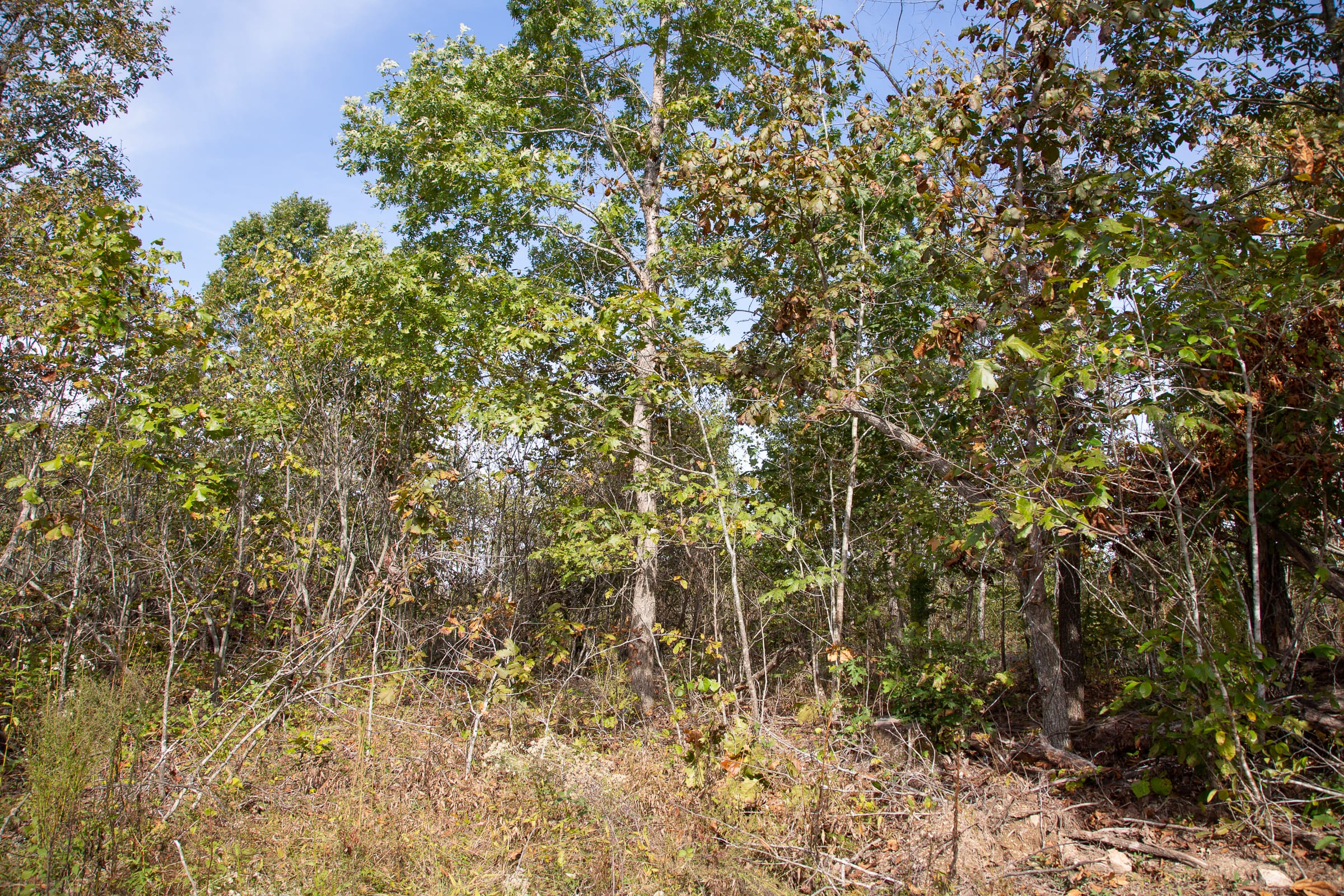 Borgmann’s Hollow Phase IV Tract 133 photo 3