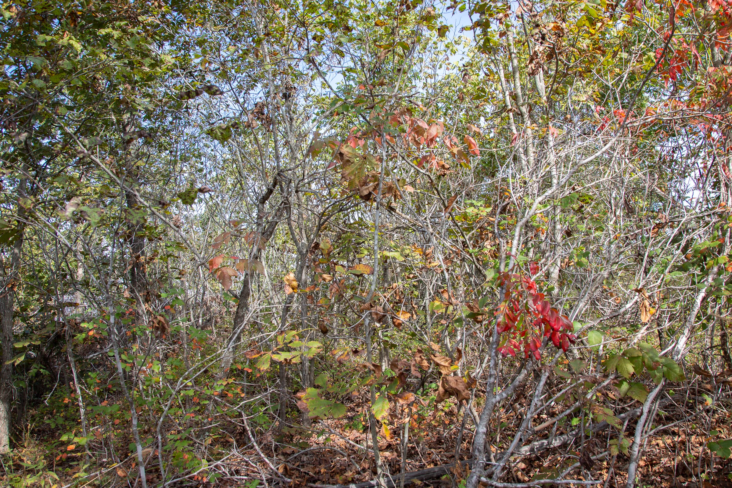 Borgmann’s Hollow Phase IV Tract 133 photo 4