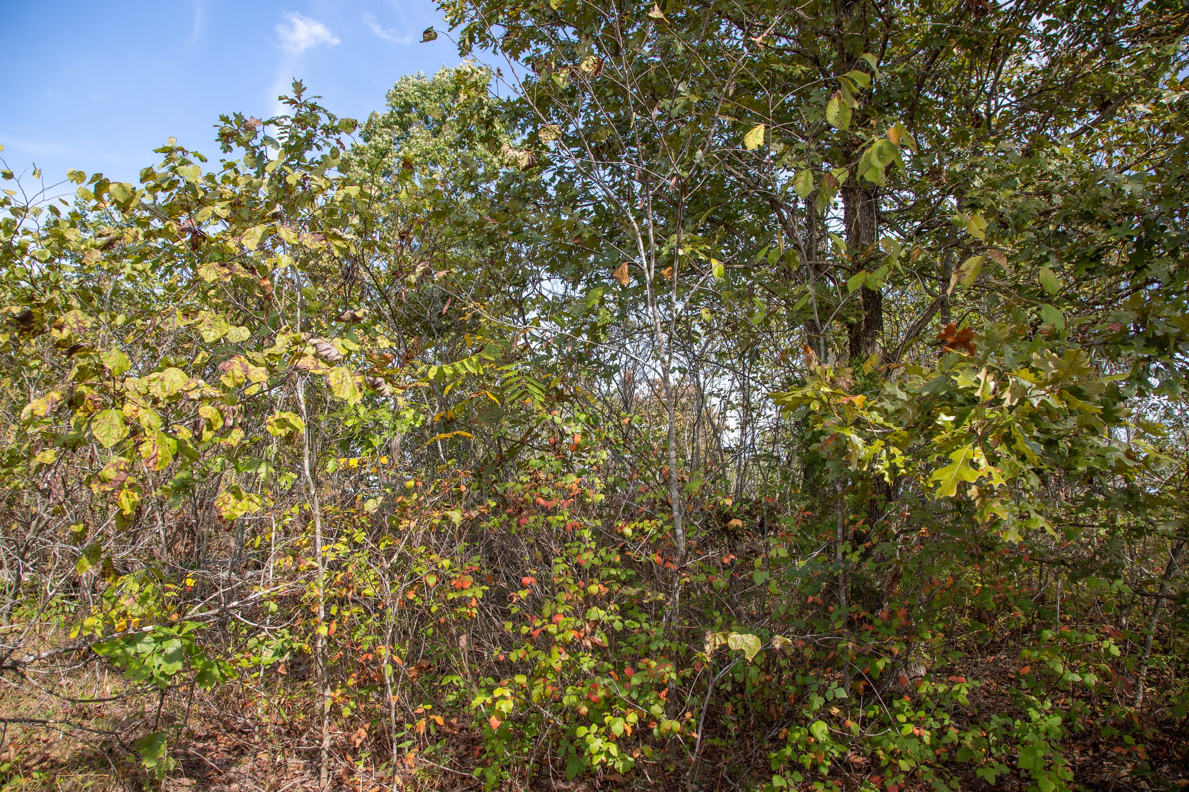 Borgmann’s Hollow Phase IV Tract 133 photo 5