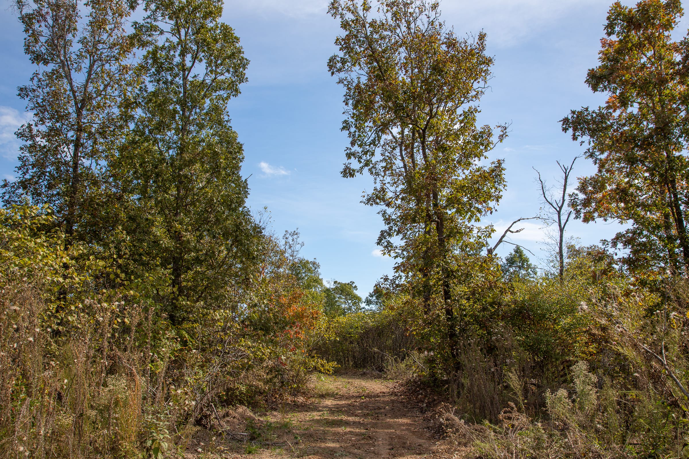 Borgmann’s Hollow Phase IV Tract 133 photo 6