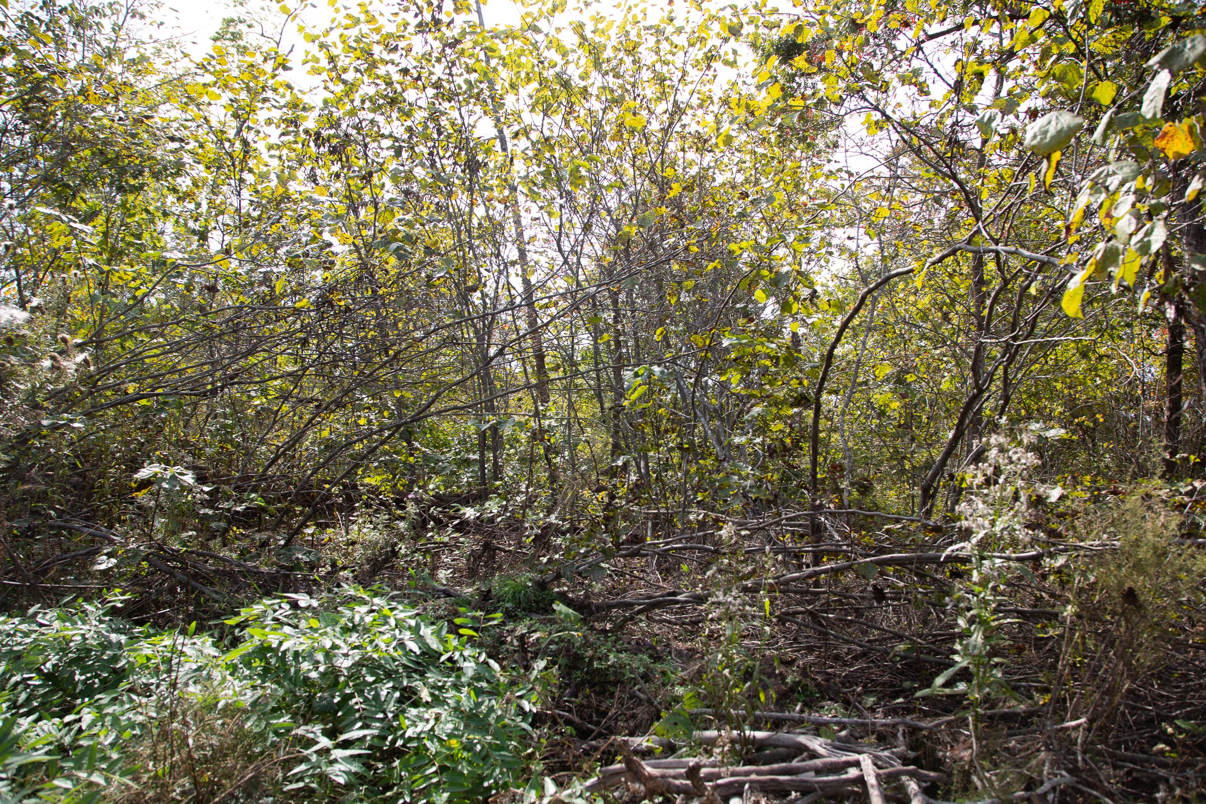 Borgmann’s Hollow Phase IV Tract 133 photo 8