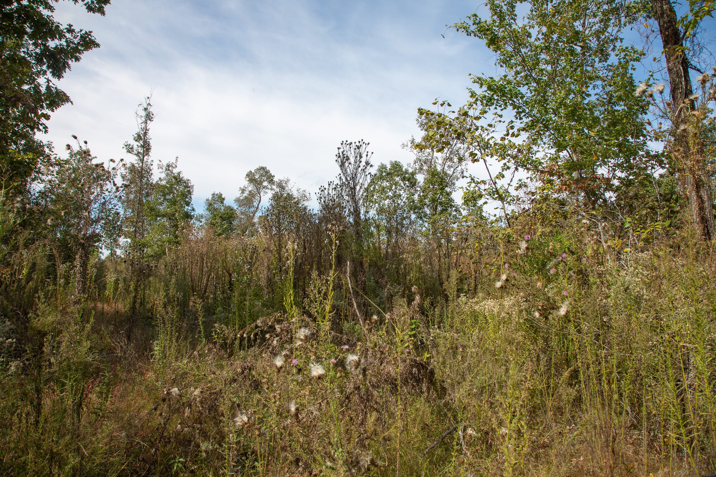 Borgmann’s Hollow Phase IV Tract 133 photo 10
