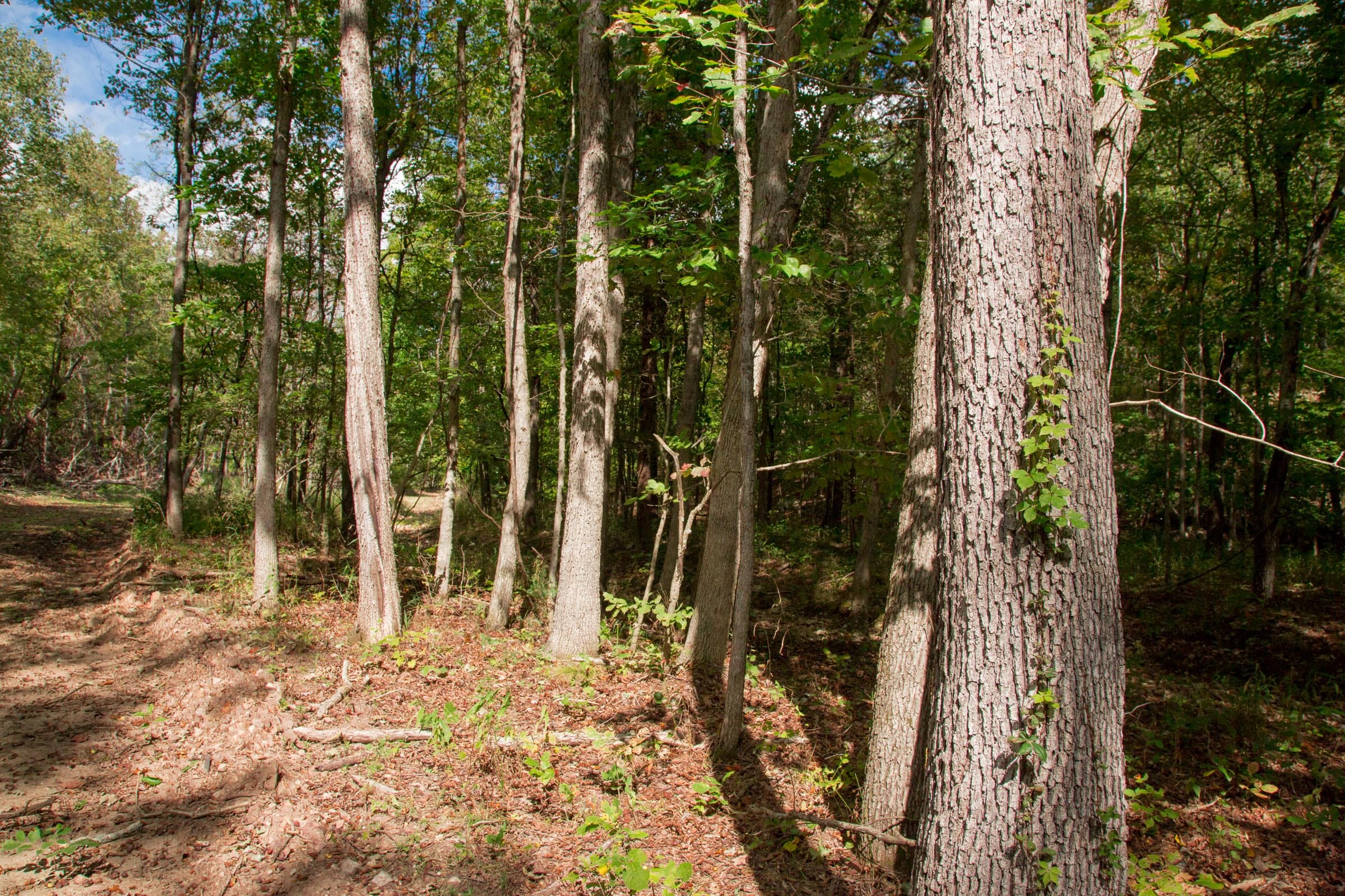 Wagon Wheel Ranch Tract 50 photo 8