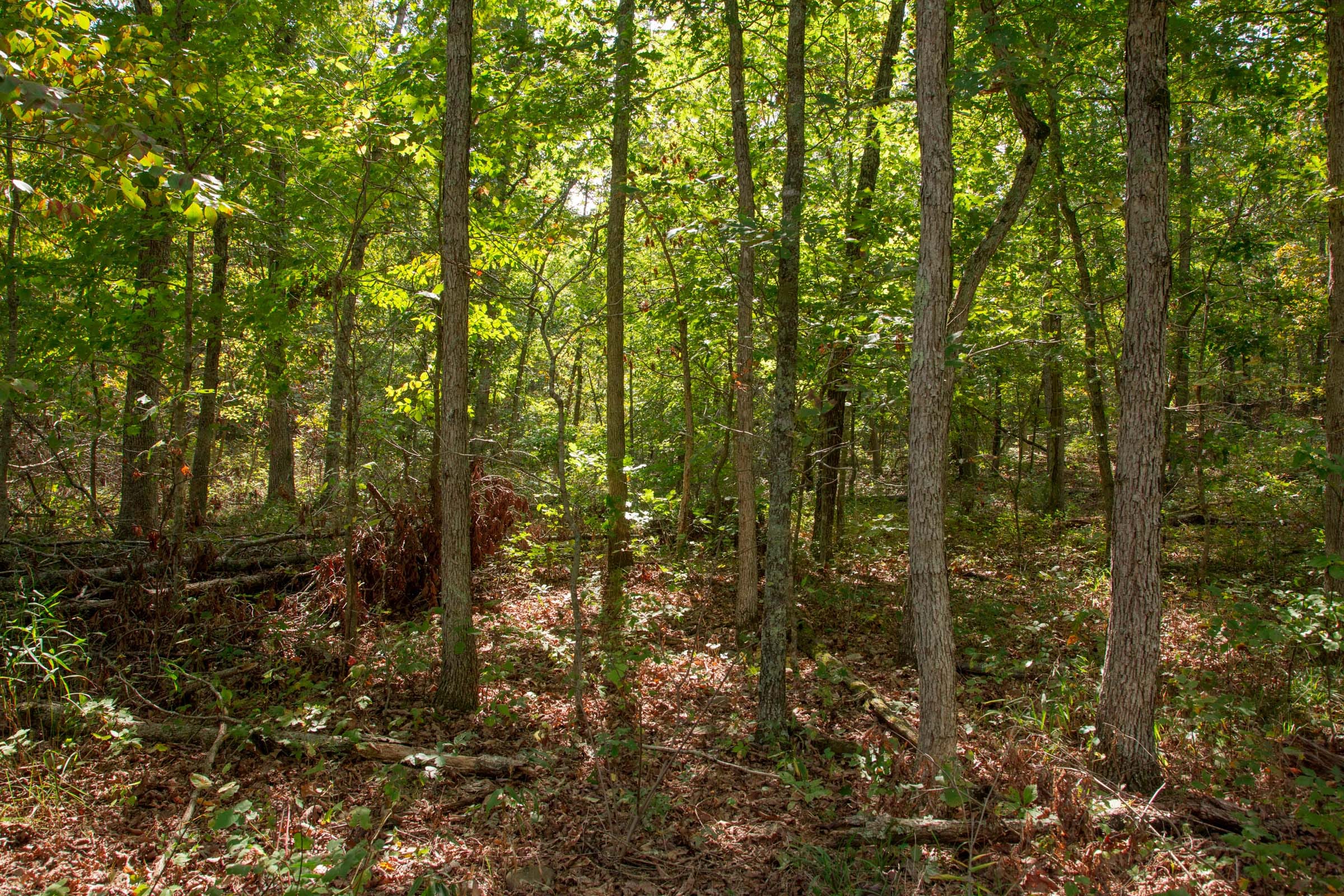 Wagon Wheel Ranch Tract 50 photo 10