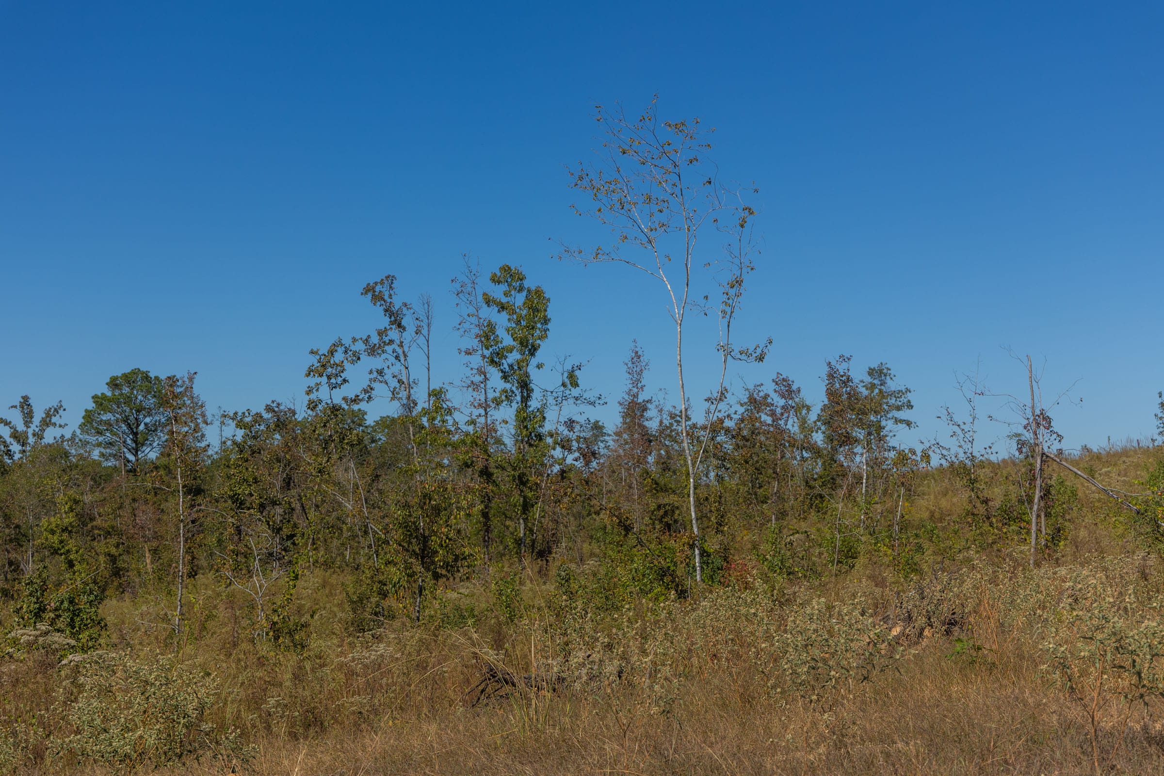 Meyer’s Ridge Tract 2 photo 16