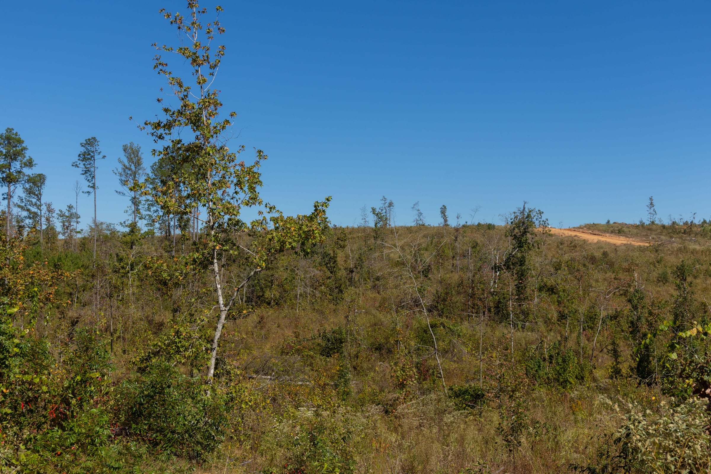 Meyer’s Ridge Tract 2 photo 13