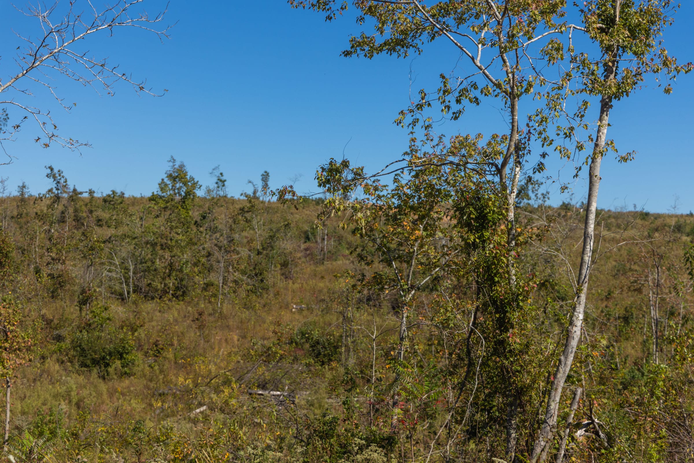 Meyer’s Ridge Tract 2 photo 10