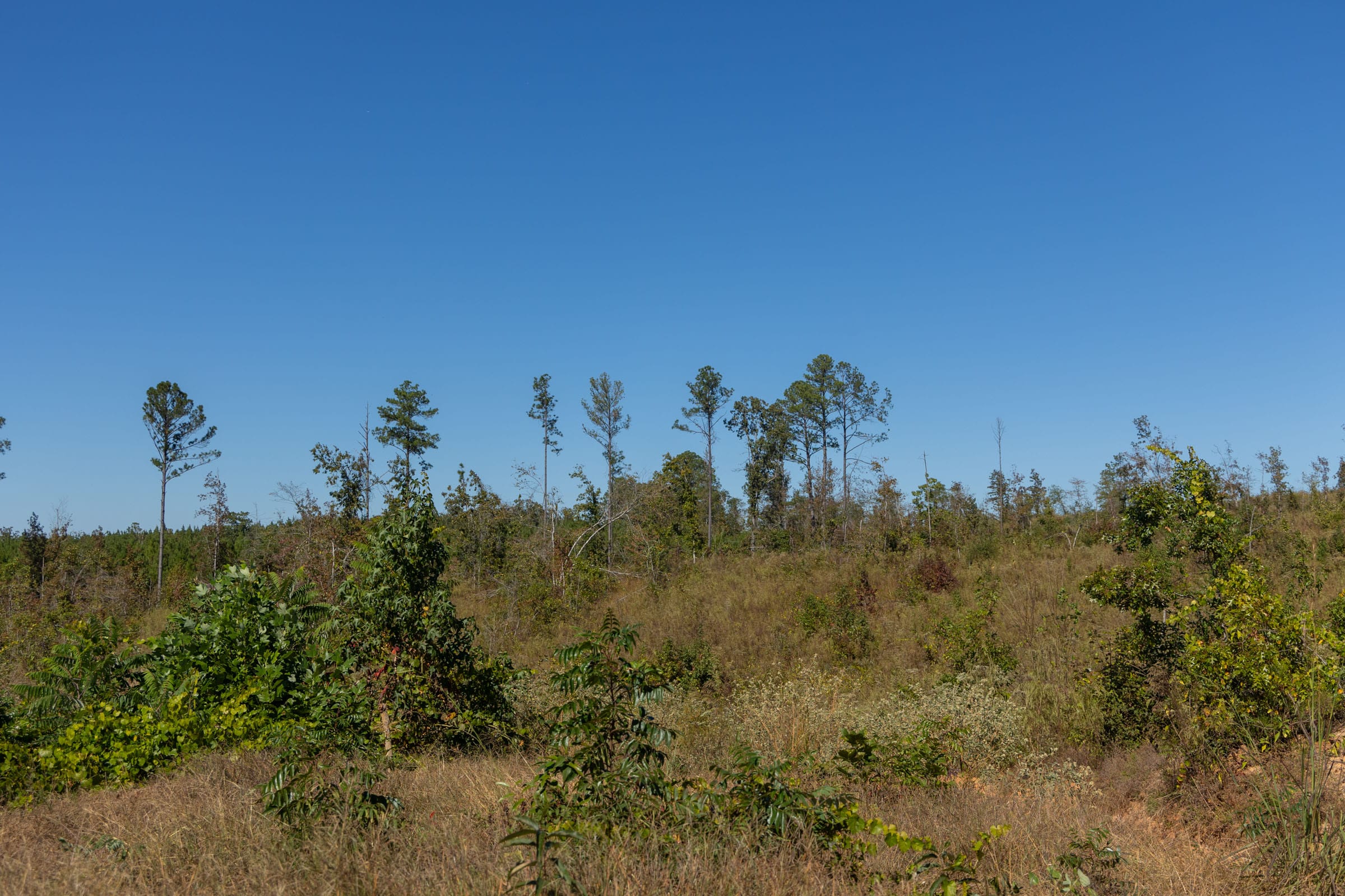 Meyer’s Ridge Tract 2 photo 9