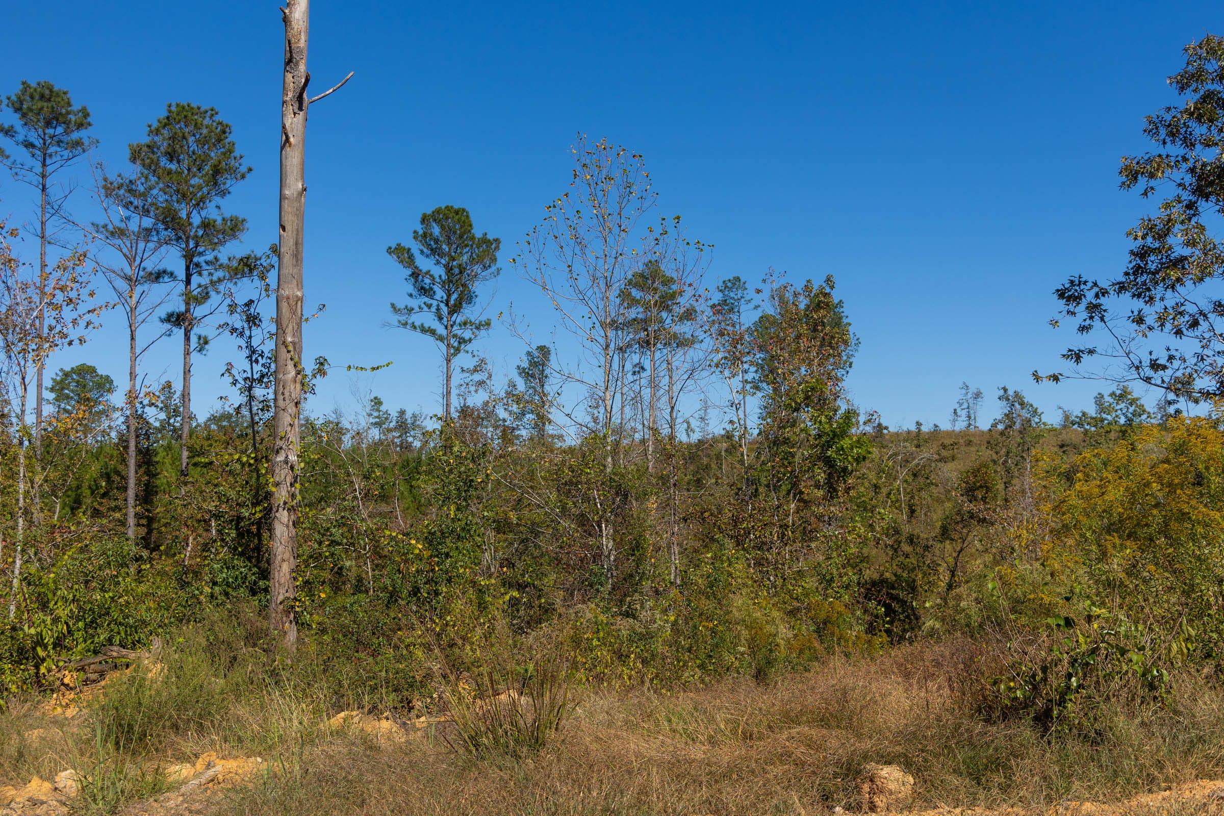 Meyer’s Ridge Tract 2 photo 7