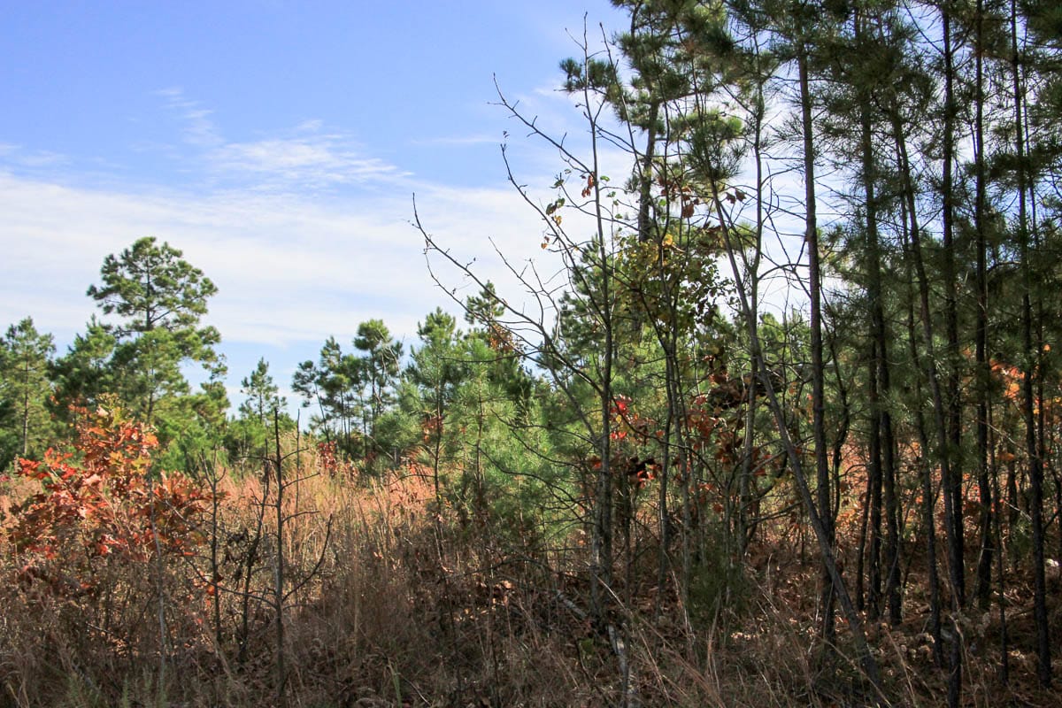 Stone Creek Phase III Tract 50 photo 2