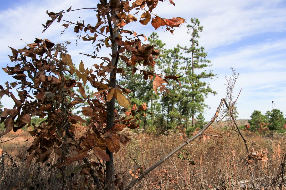 Stone Creek Phase III Tract 50 photo 8