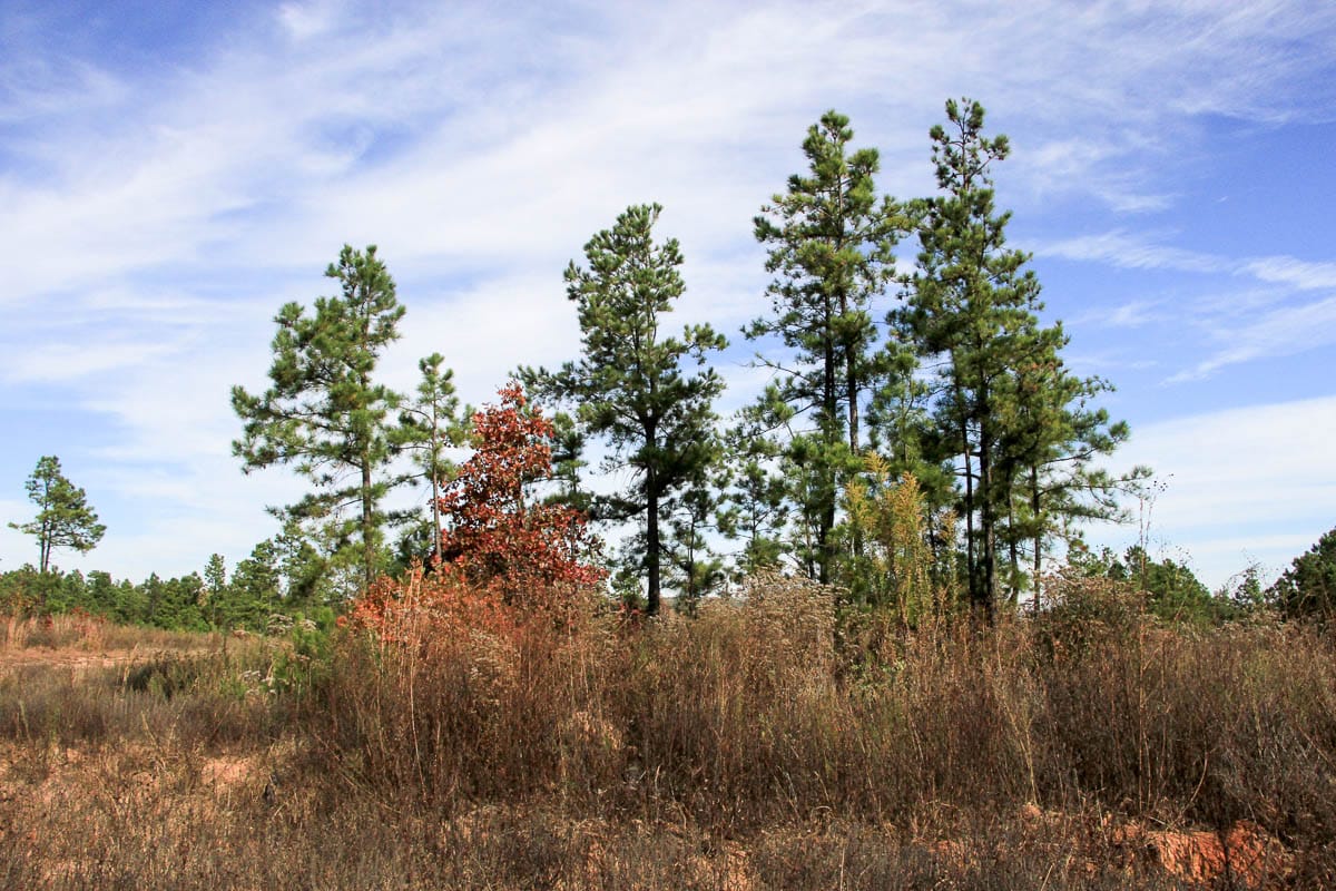 Stone Creek Phase III Tract 50 photo 10