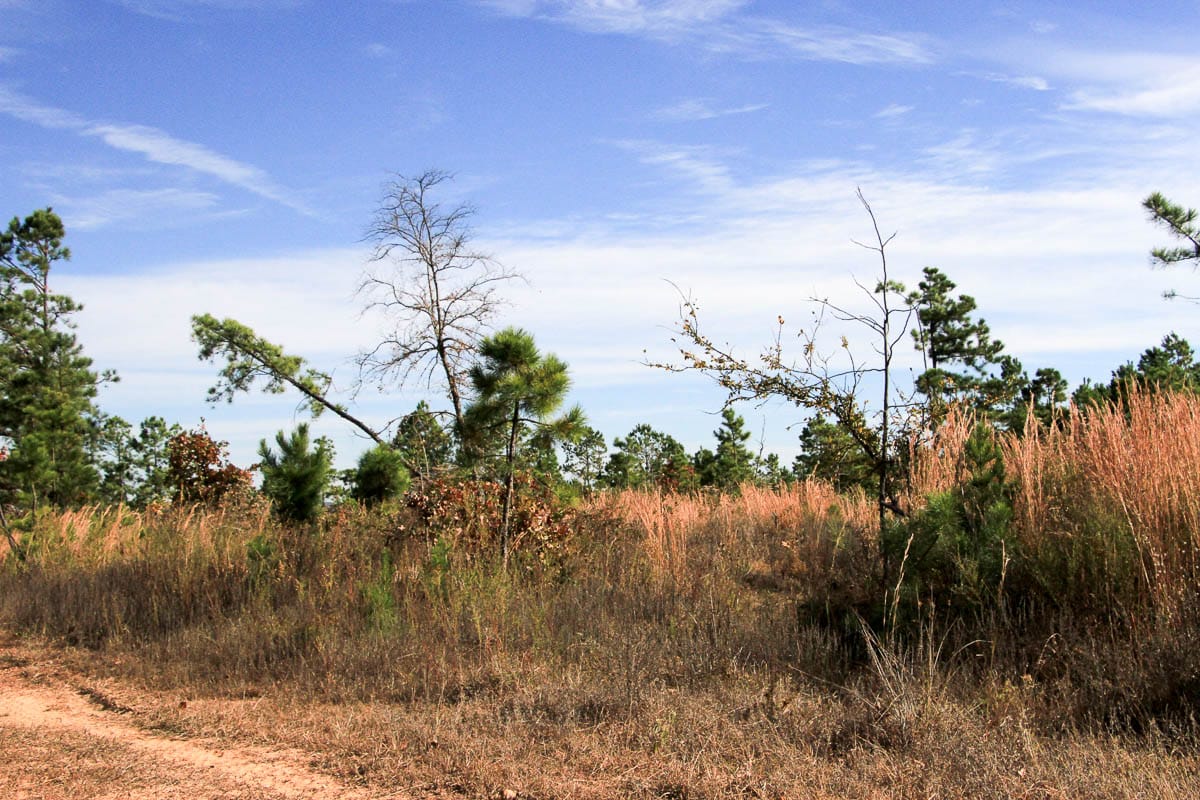 Stone Creek Phase III Tract 50 photo 14
