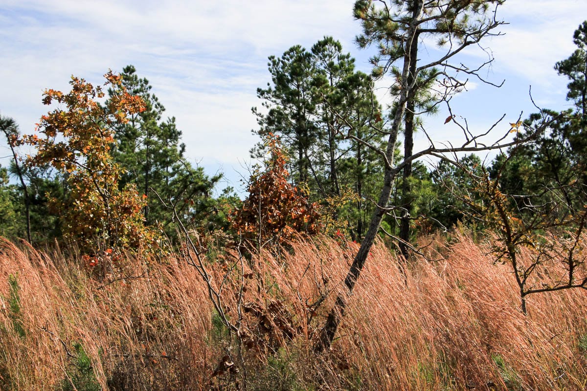 Stone Creek Phase III Tract 50 photo 15