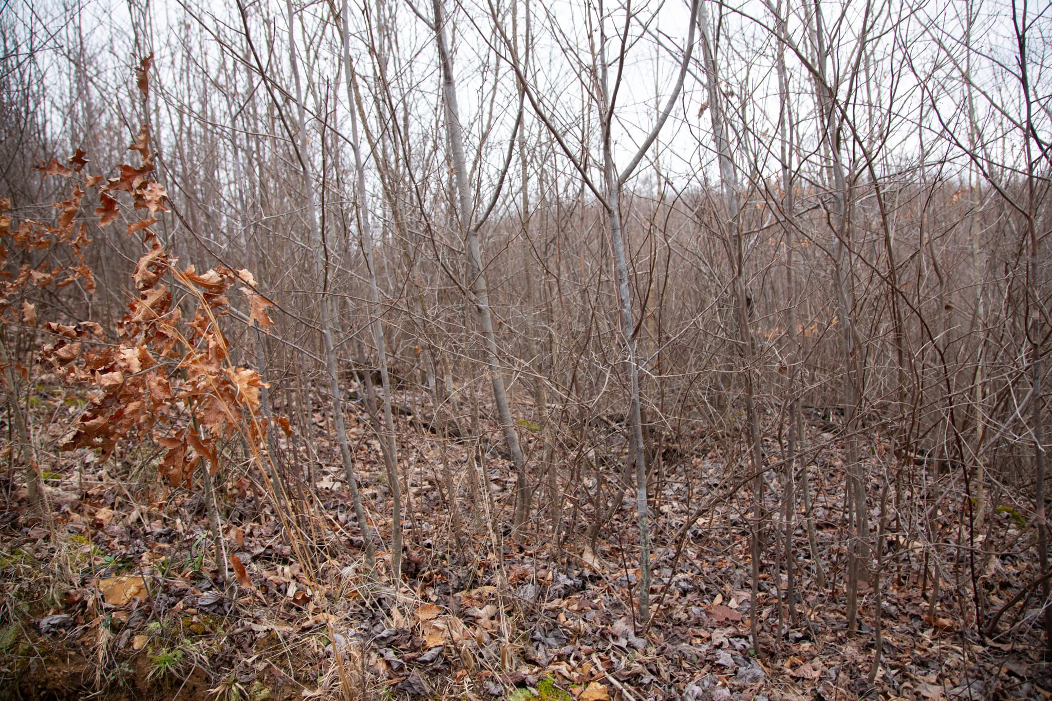 Southwind Ranch Tract 13 photo 4