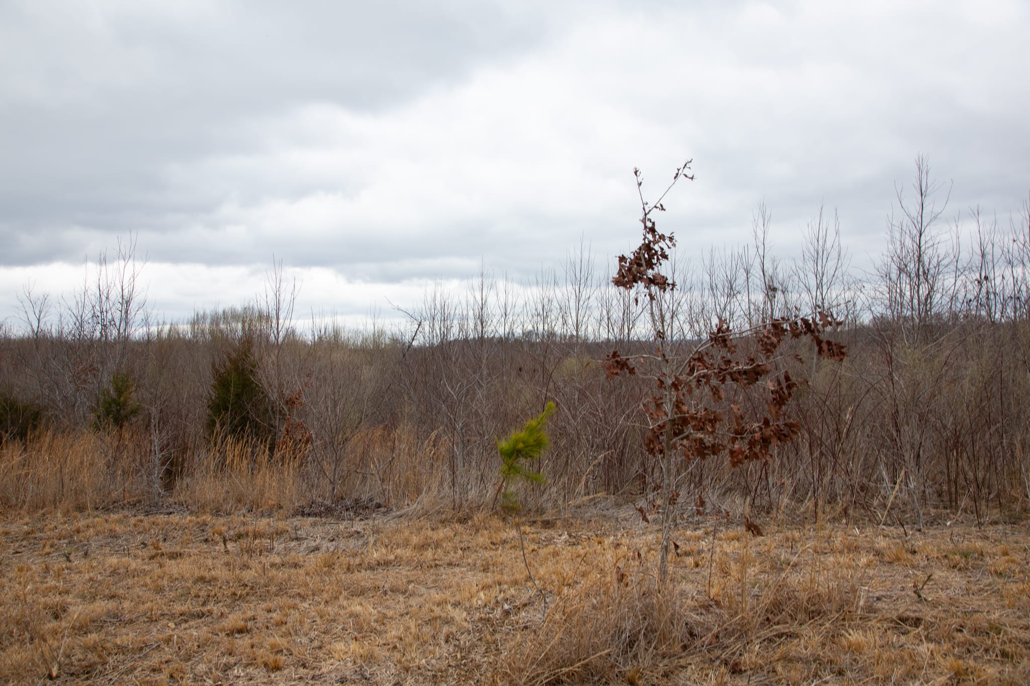 Southwind Ranch Tract 13 photo 8