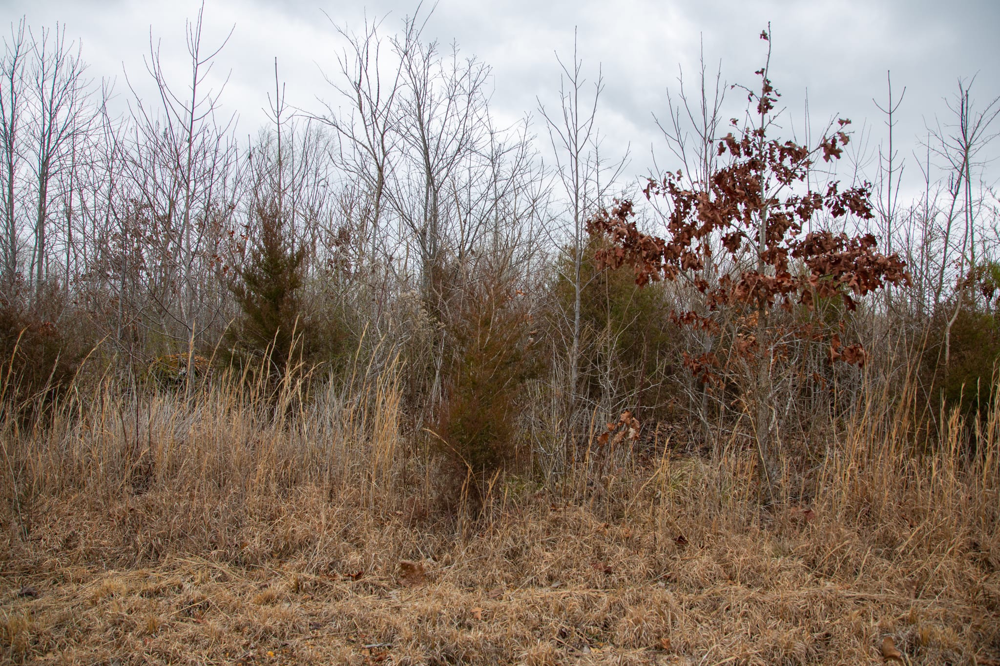 Southwind Ranch Tract 13 photo 11