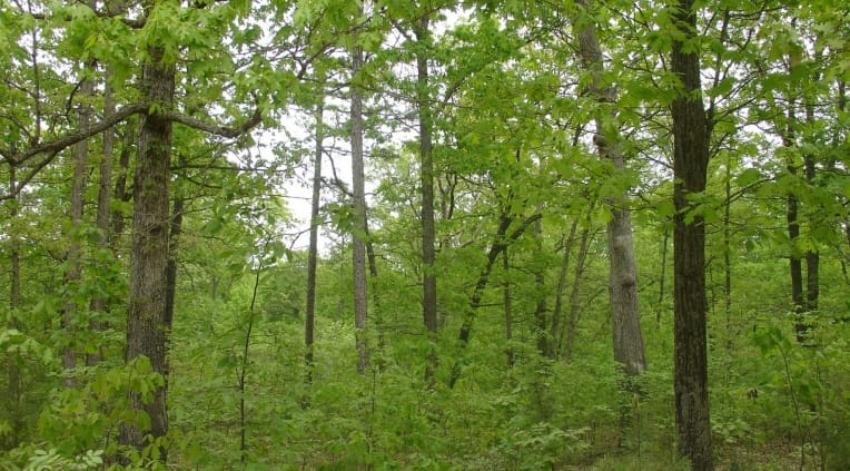 Rogue Creek Tract 2 photo 3