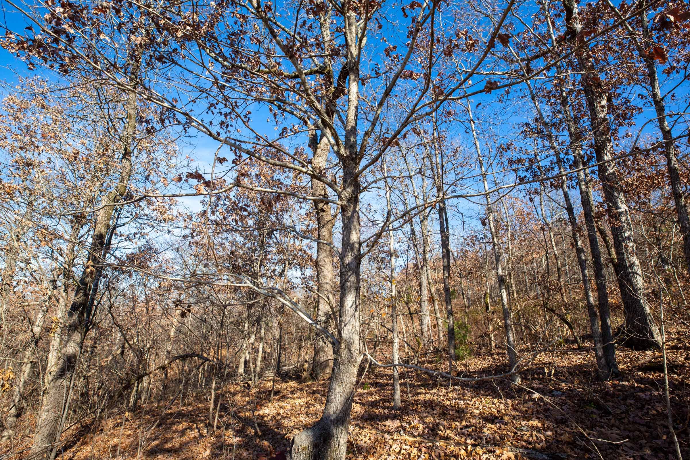 Dutchman Hollow Tract 3 photo 7
