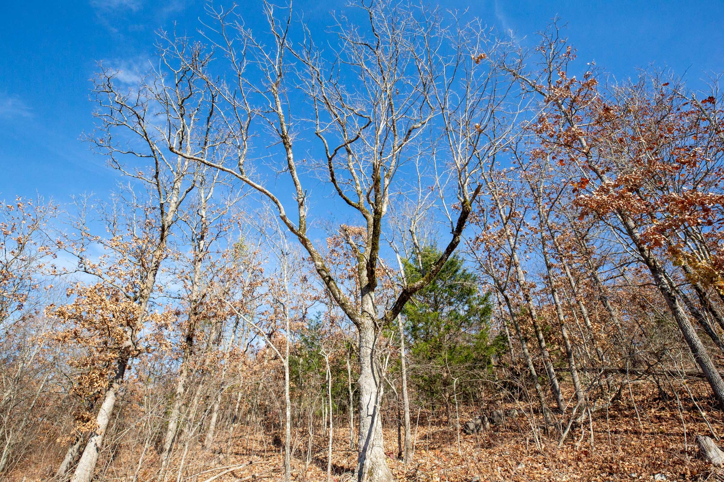 Dutchman Hollow Tract 3 photo 6