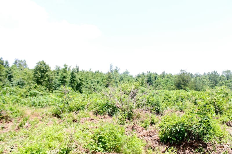 Green Mountain Ranch Tract 37 photo 3