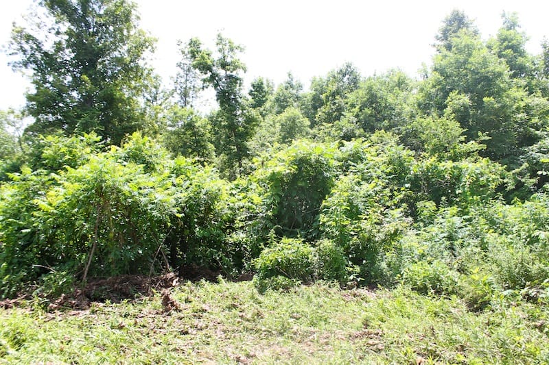 Green Mountain Ranch Tract 37 photo 4