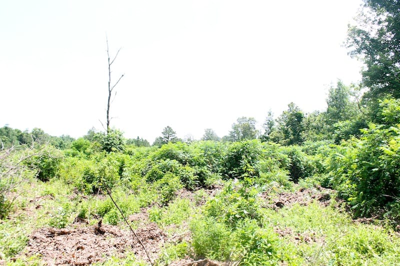 Green Mountain Ranch Tract 37 photo 5